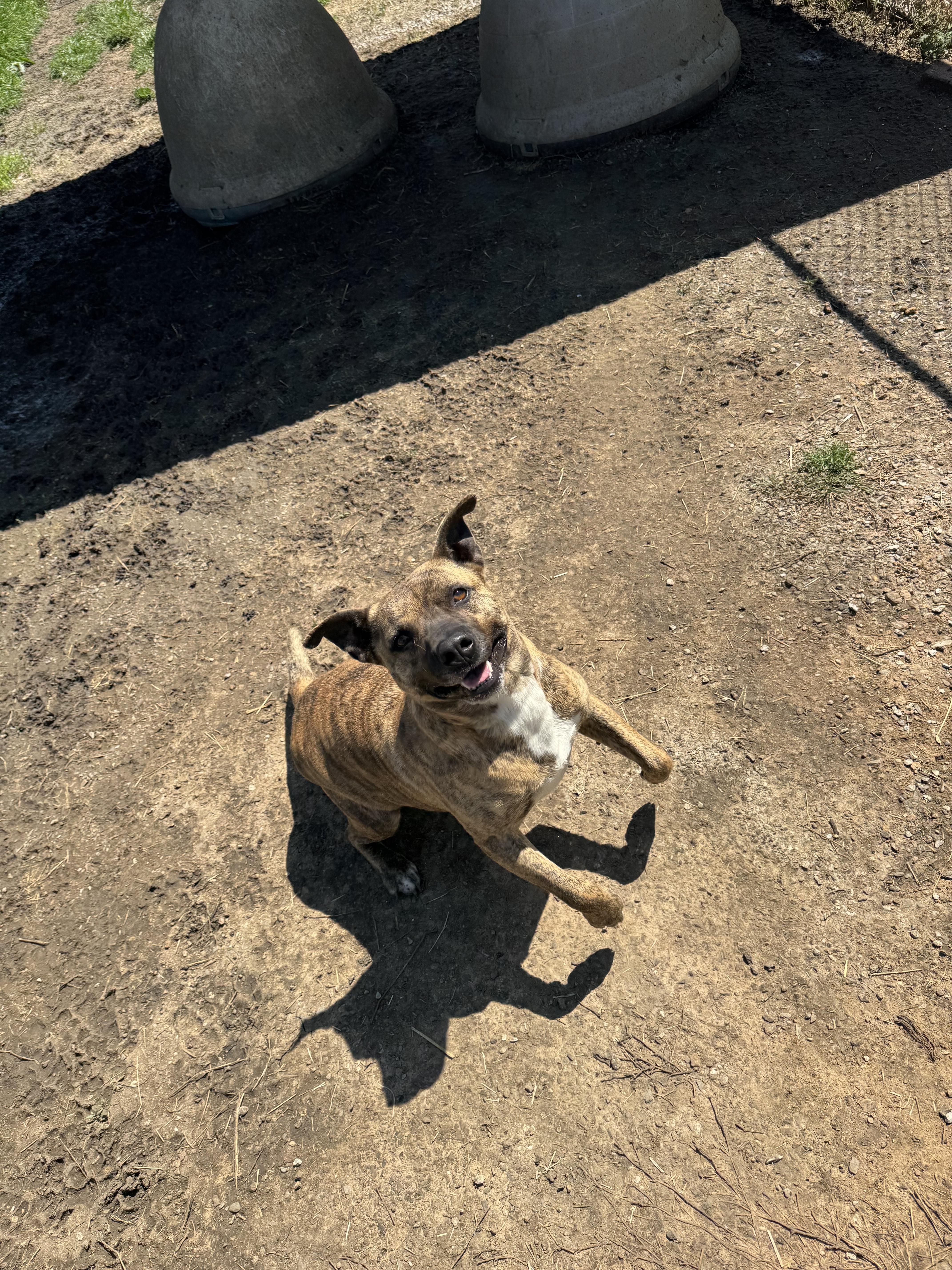 Enlarge King, a Adoptable mixed breed in Sherman, TX image 1/4