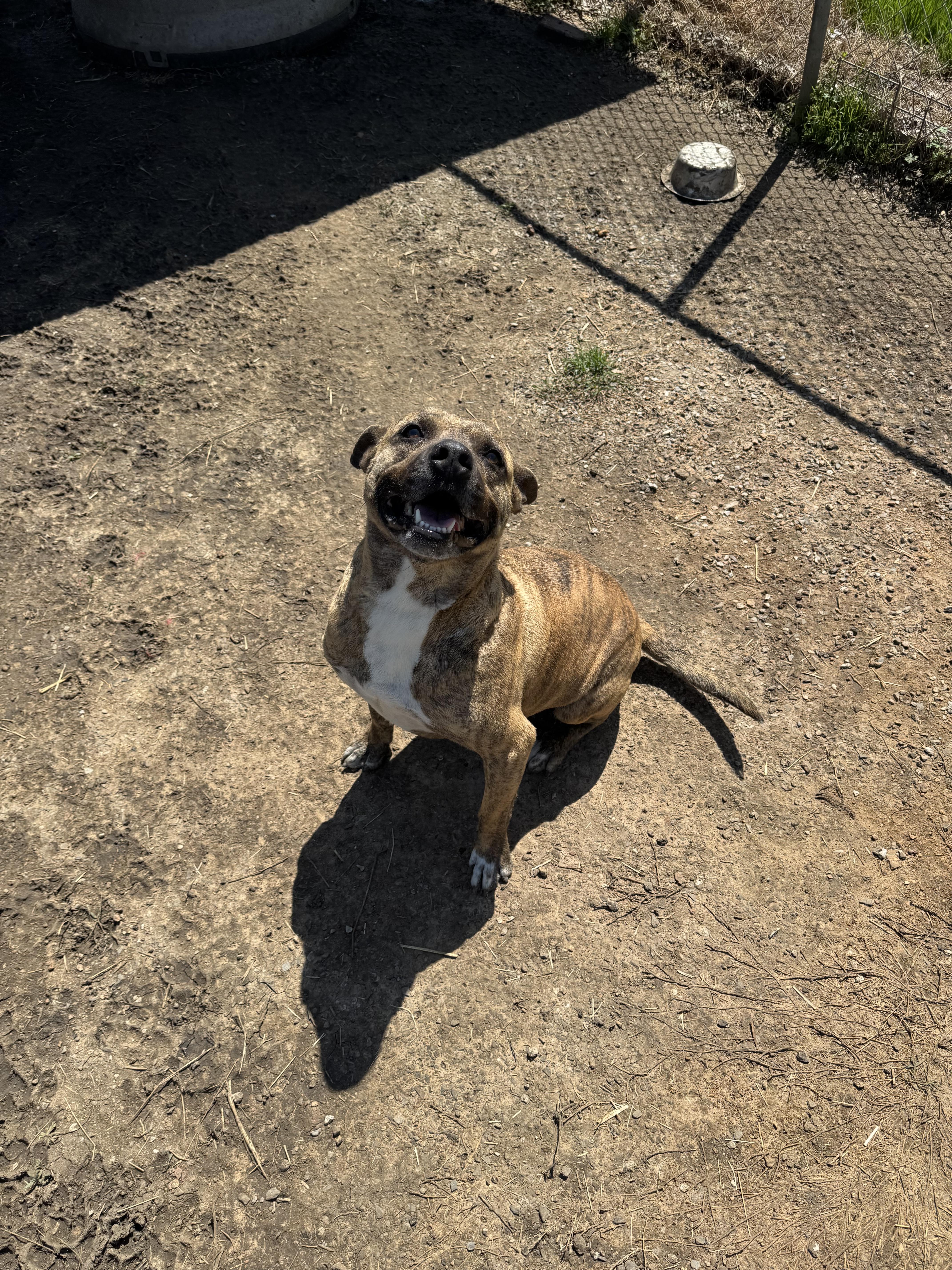 Enlarge King, a Adoptable mixed breed in Sherman, TX image 2/4