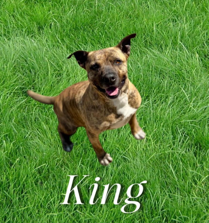 Enlarge King, a Adoptable mixed breed in Sherman, TX image 3/4