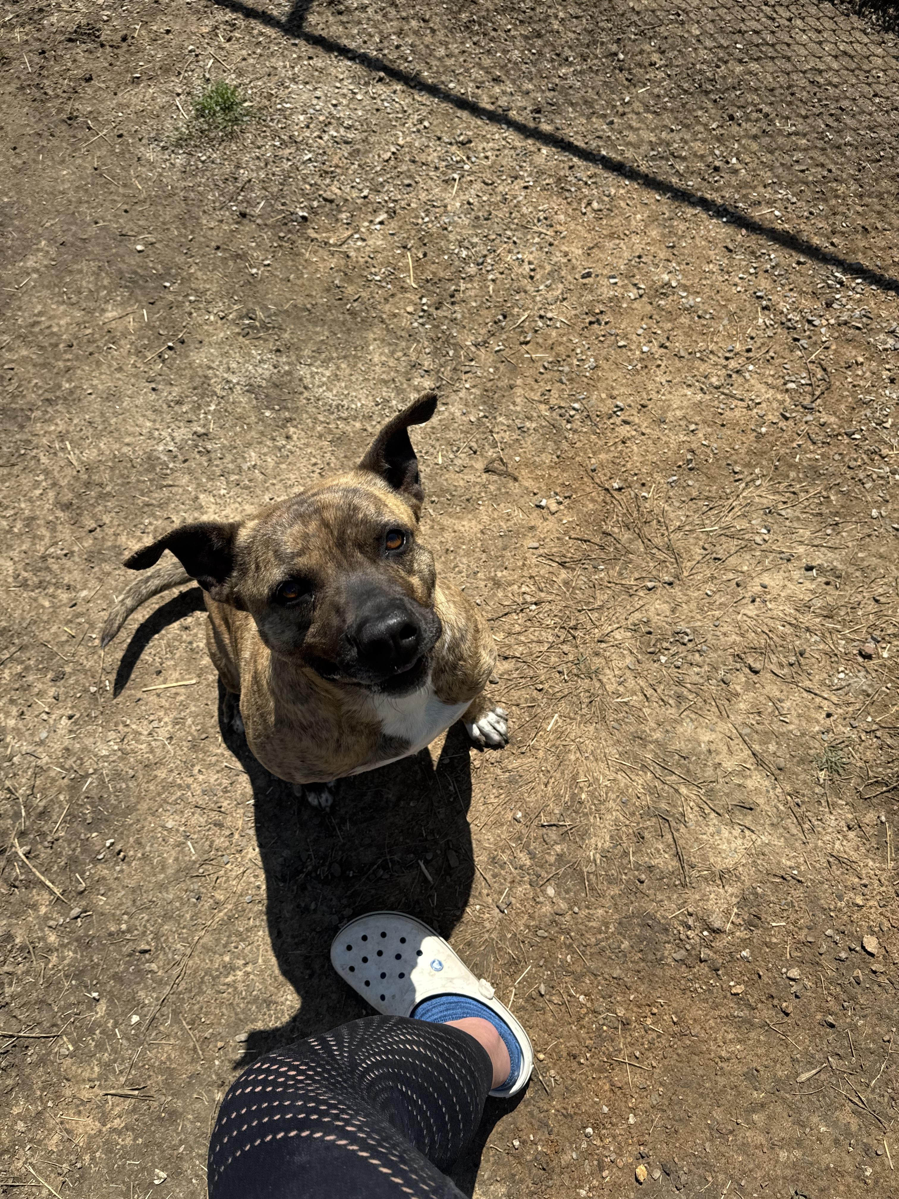 Enlarge King, a Adoptable mixed breed in Sherman, TX image 4/4