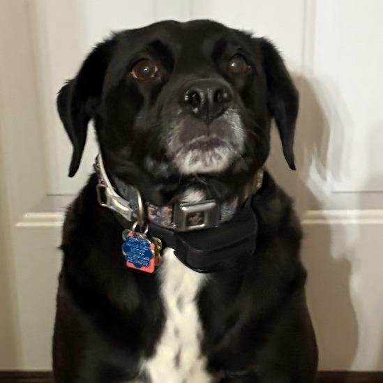 Enlarge Little Bear, a Adoptable mixed breed in Alexandria, VA image 1/2