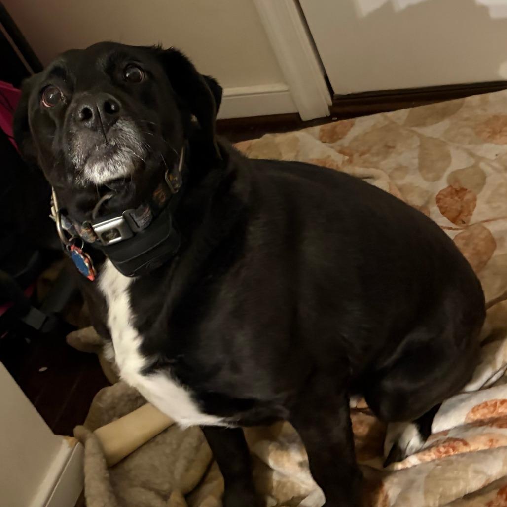 Enlarge Little Bear, a Adoptable mixed breed in Alexandria, VA image 2/2