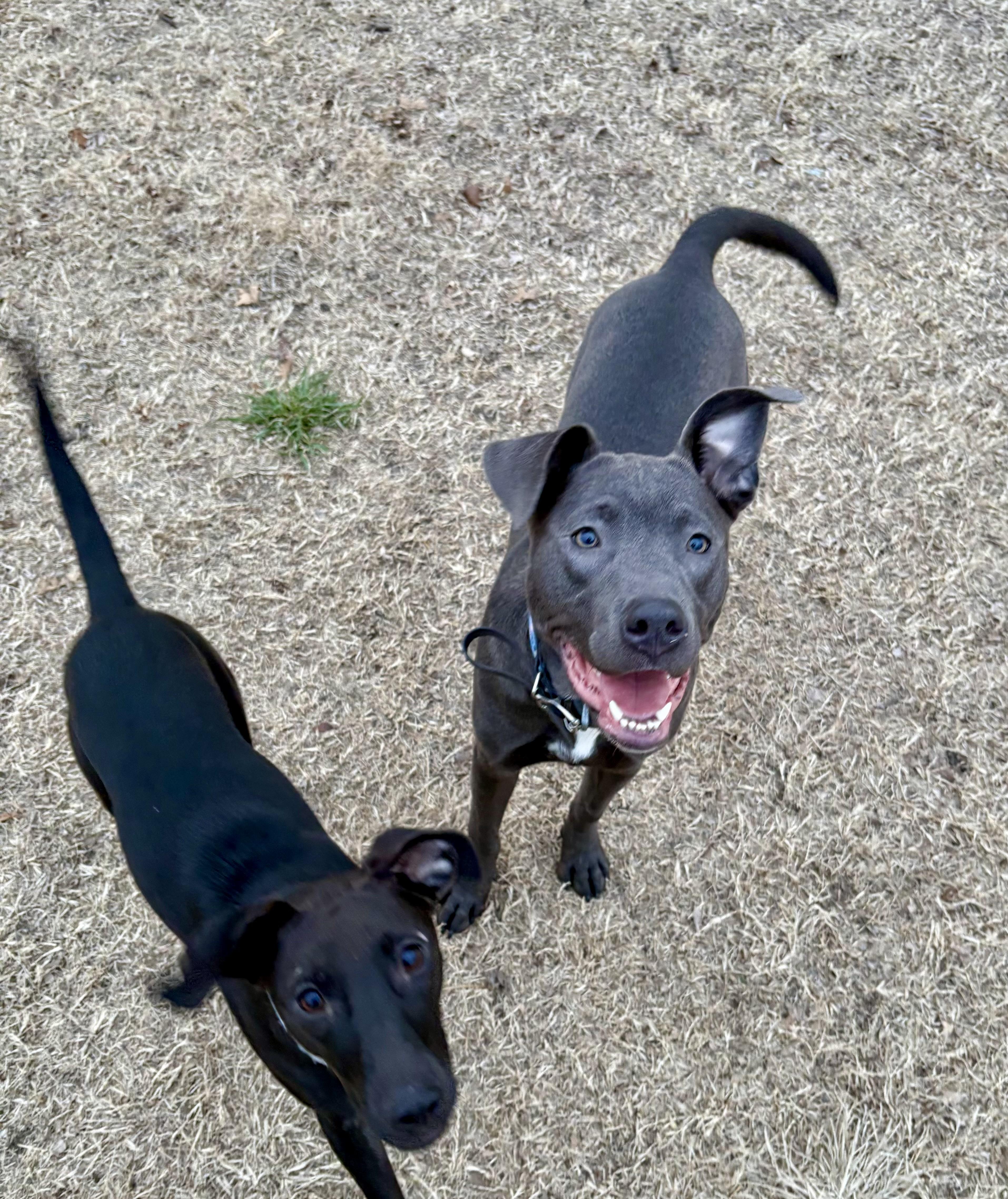 Enlarge Stitch, a Adoptable mixed breed in Valley Center, KS image 2/6