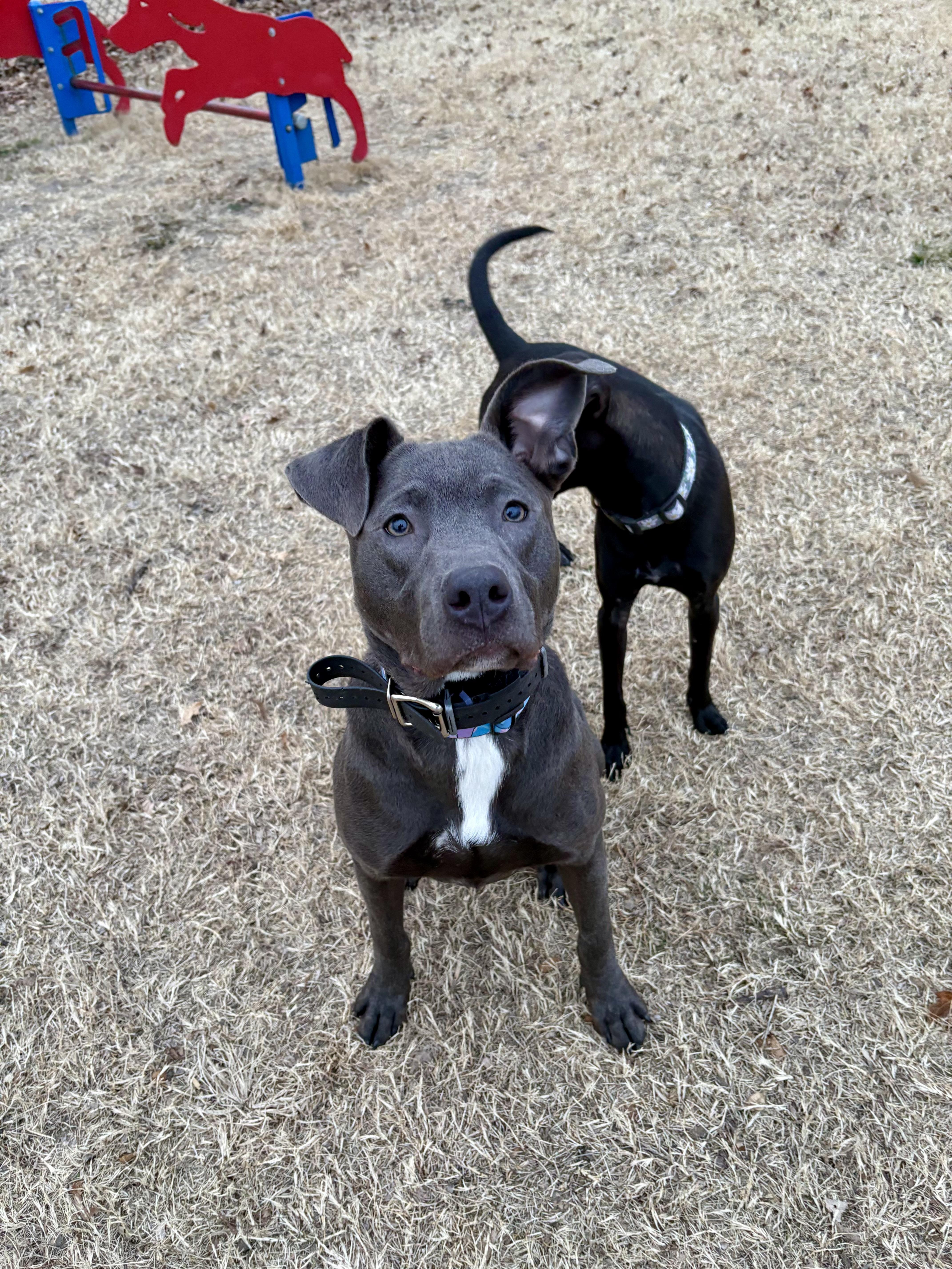 Enlarge Stitch, a Adoptable mixed breed in Valley Center, KS image 4/6