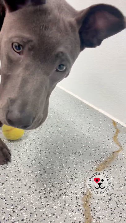 Enlarge Stitch, a Adoptable mixed breed in Valley Center, KS video 2/6