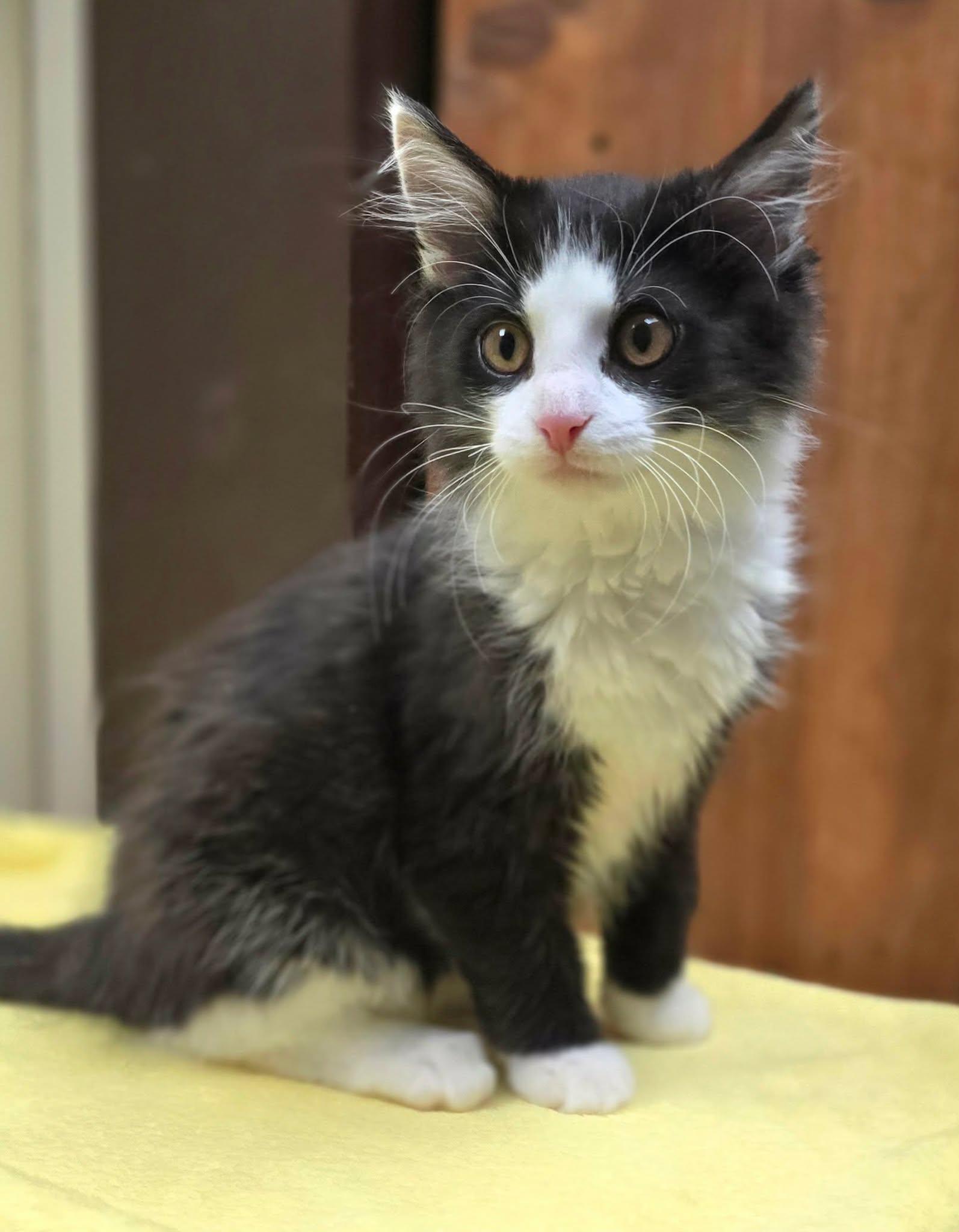 Enlarge Sidney Pawsby, an adopted Domestic Long Hair in New Castle, PA image 3/4