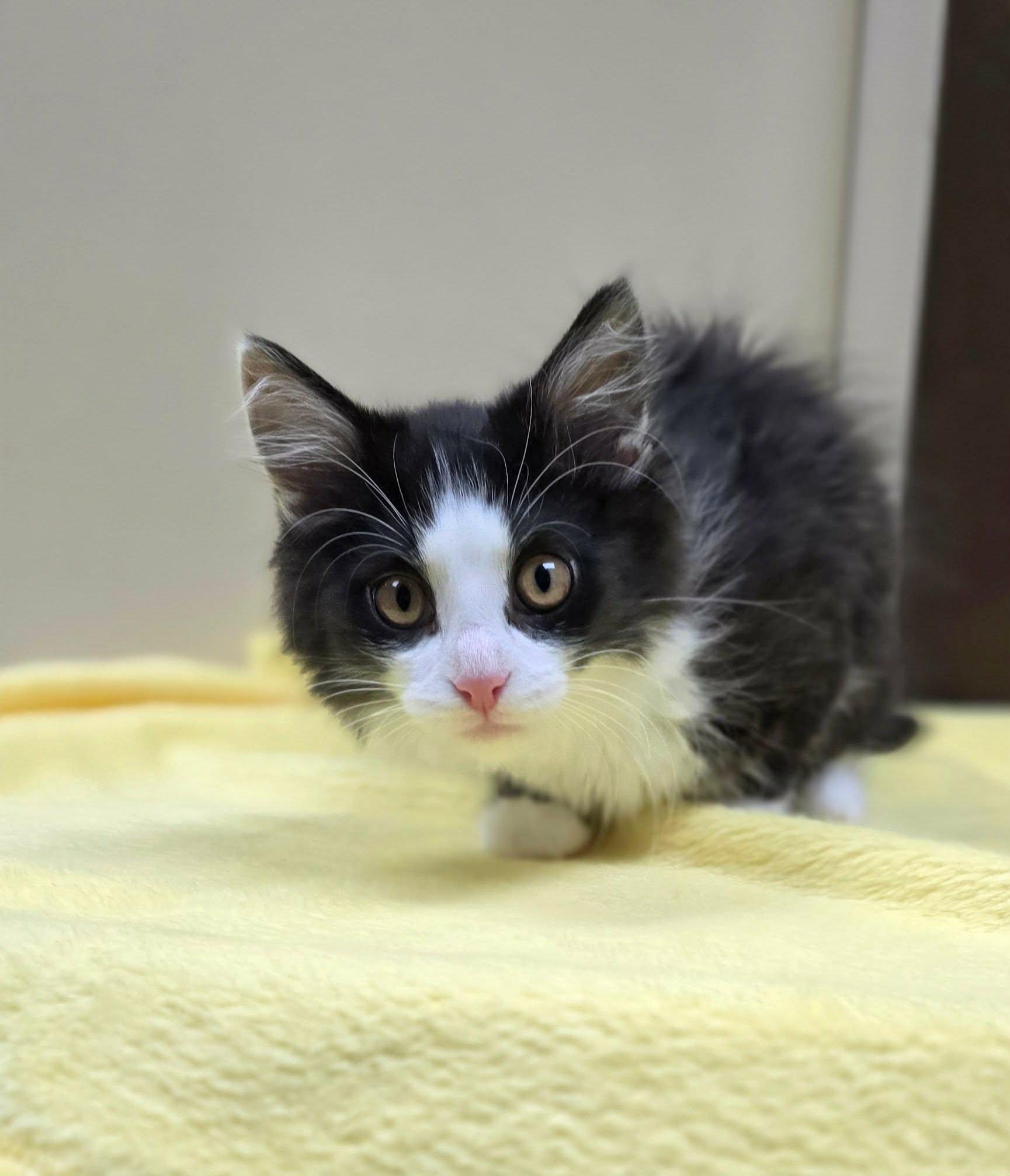 Sidney Pawsby, adopted, Kitten Male Domestic Long Hair.