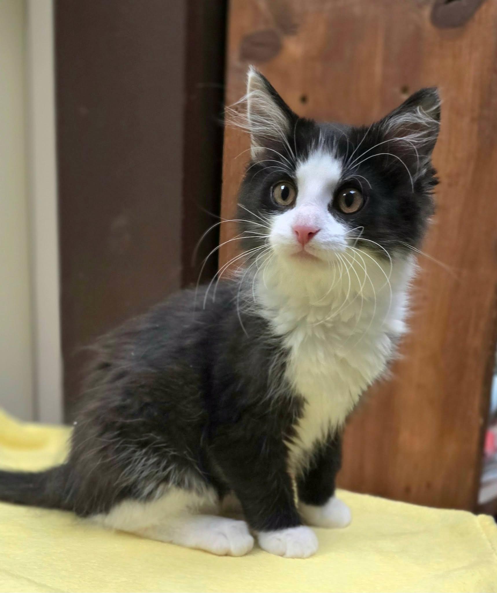 Enlarge Sidney Pawsby, an adopted Domestic Long Hair in New Castle, PA image 4/4