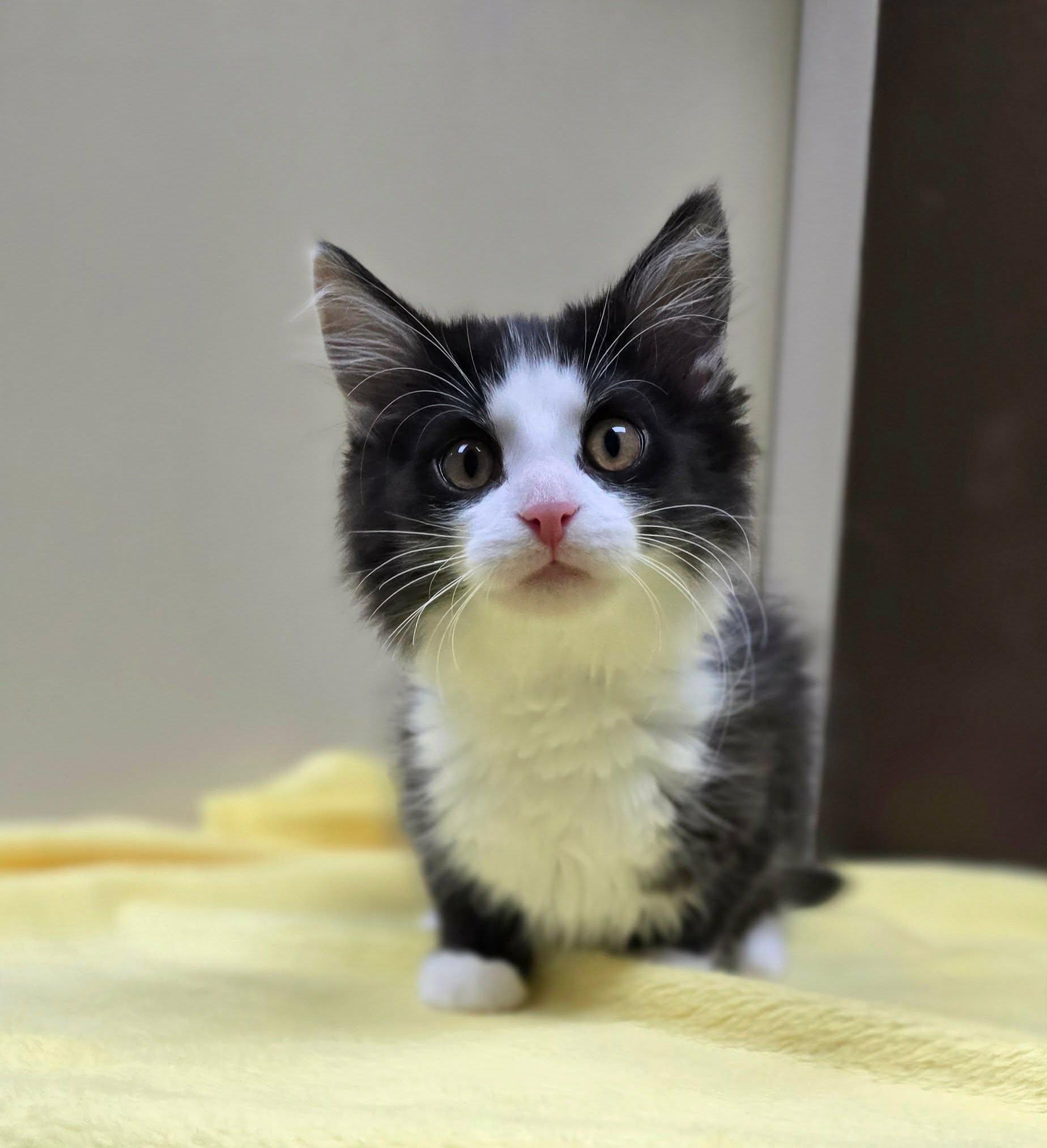 Enlarge Sidney Pawsby, an adopted Domestic Long Hair in New Castle, PA image 2/4