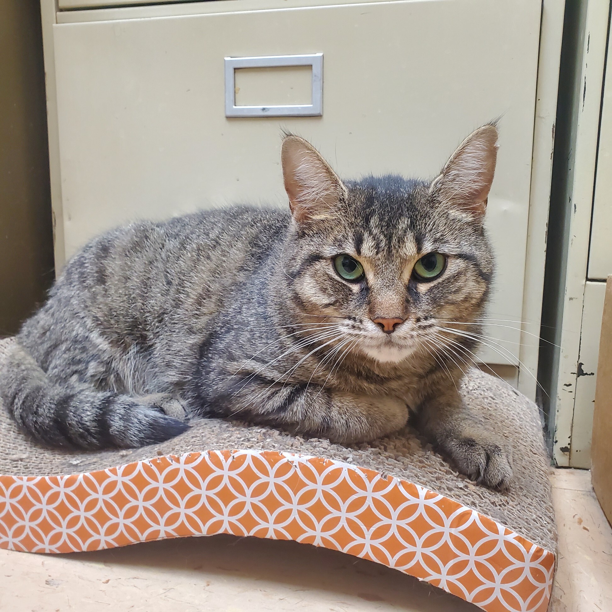 Enlarge Pudge, a Adoptable Tabby in Warren, MI image 6/9