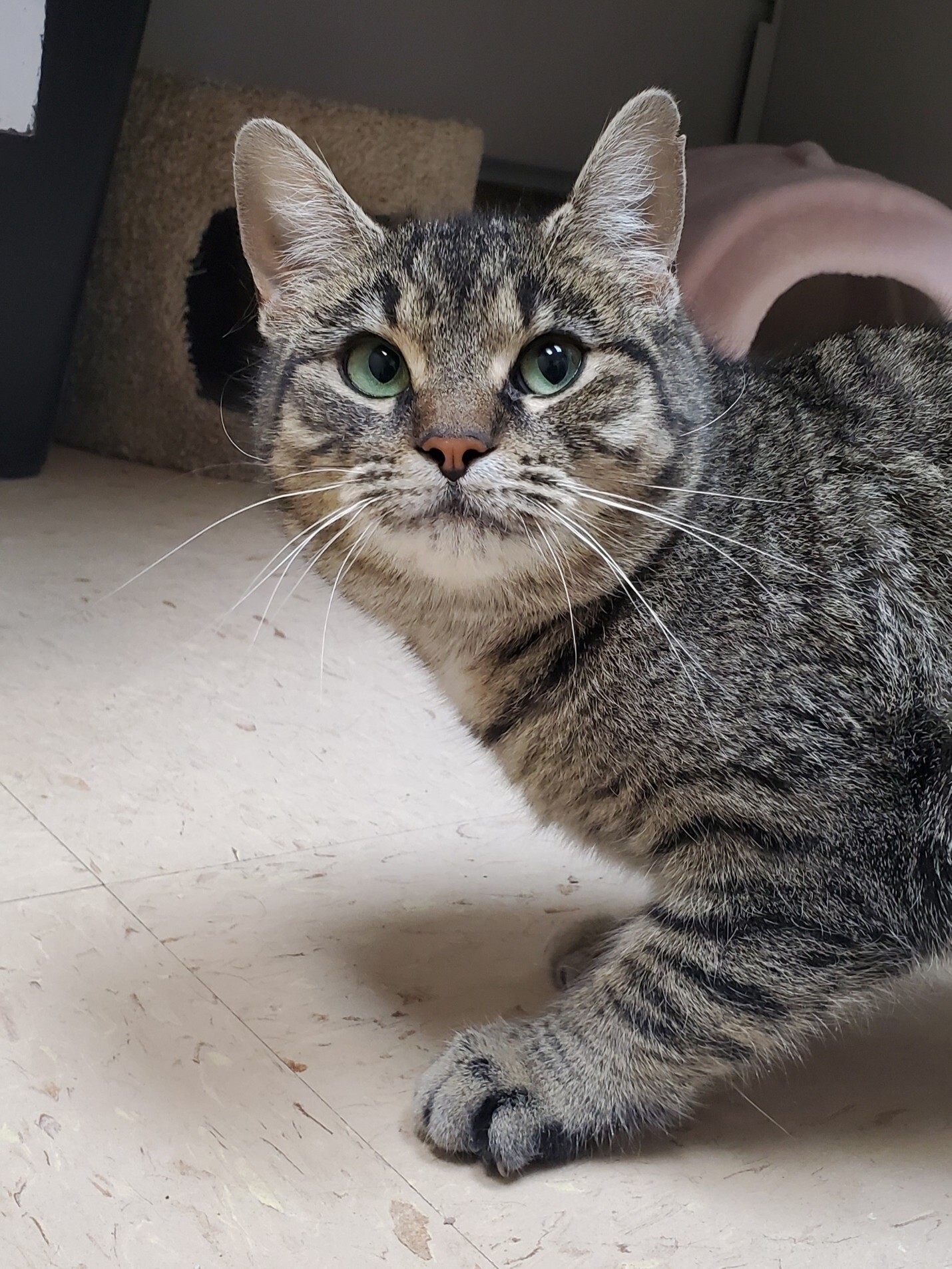 Enlarge Pudge, a Adoptable Tabby in Warren, MI image 7/9