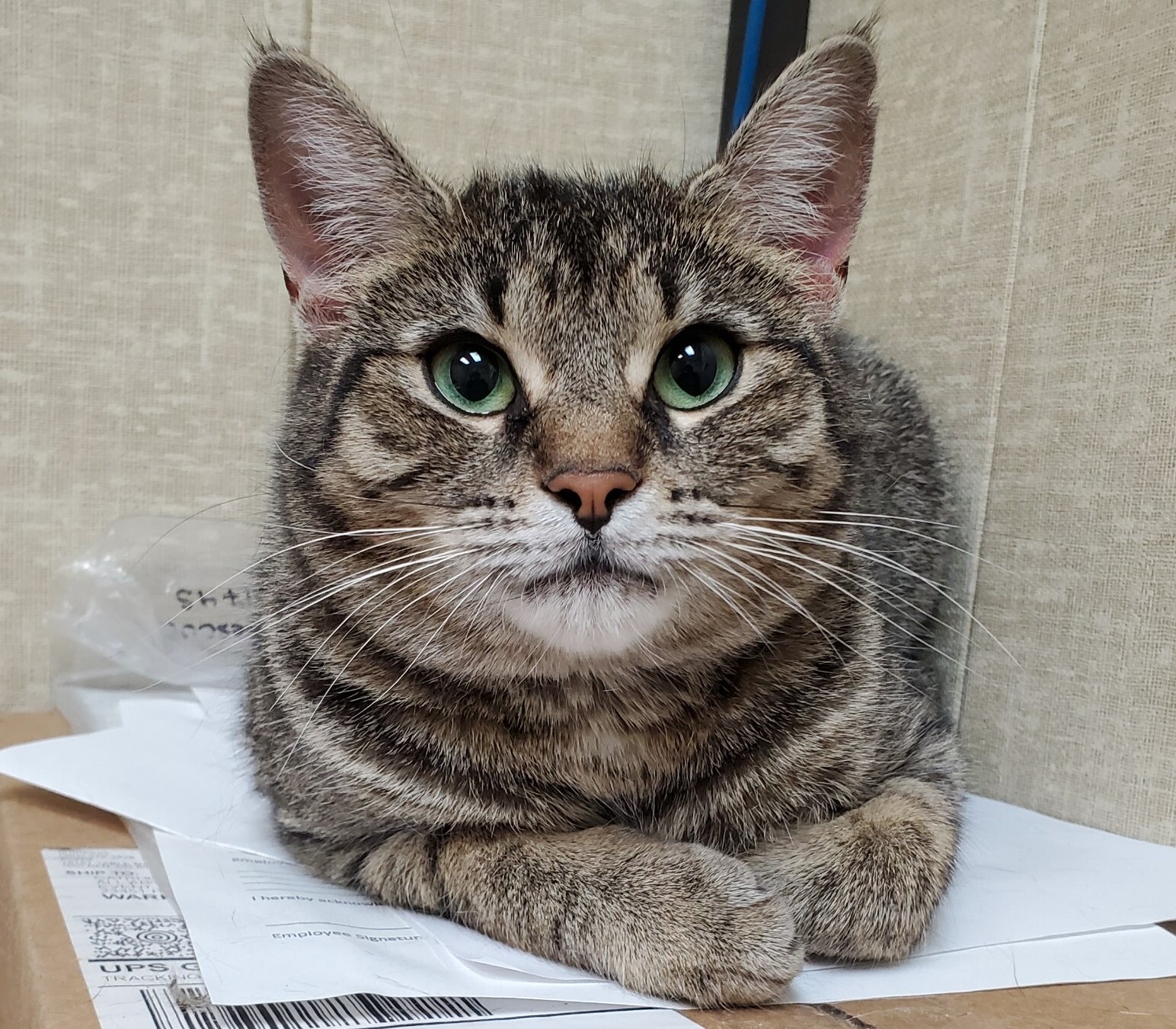 Enlarge Pudge, a Adoptable Tabby in Warren, MI image 1/9