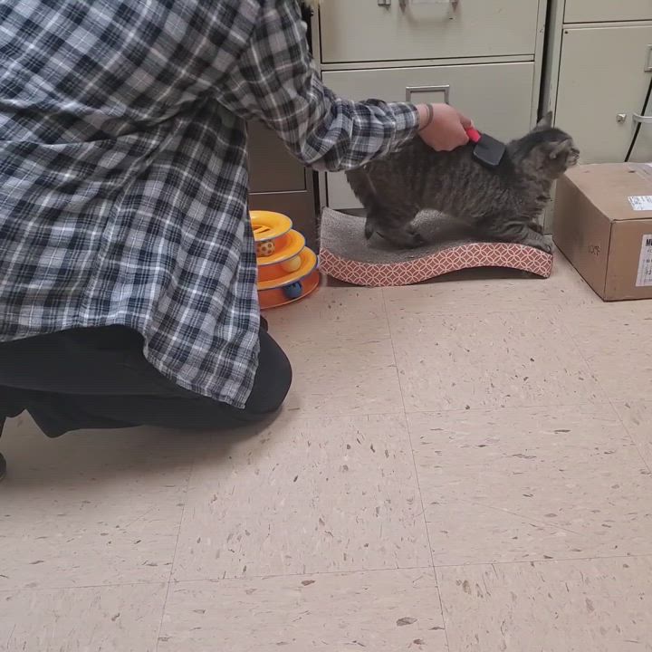 Enlarge Pudge, a Adoptable Tabby in Warren, MI video 9/9