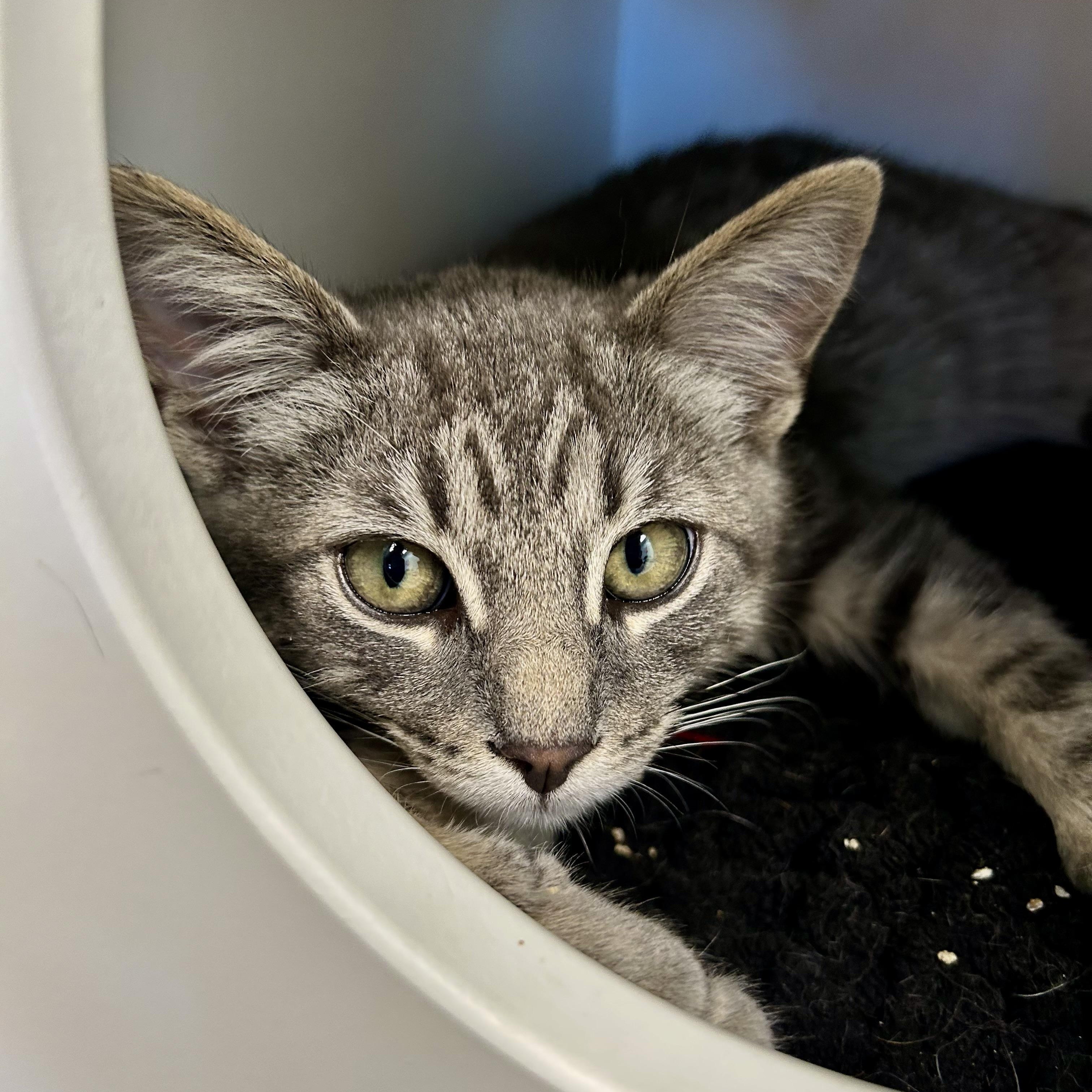 Enlarge Ritz, a Adoptable Tabby in Grand Rapids, MI image 2/6
