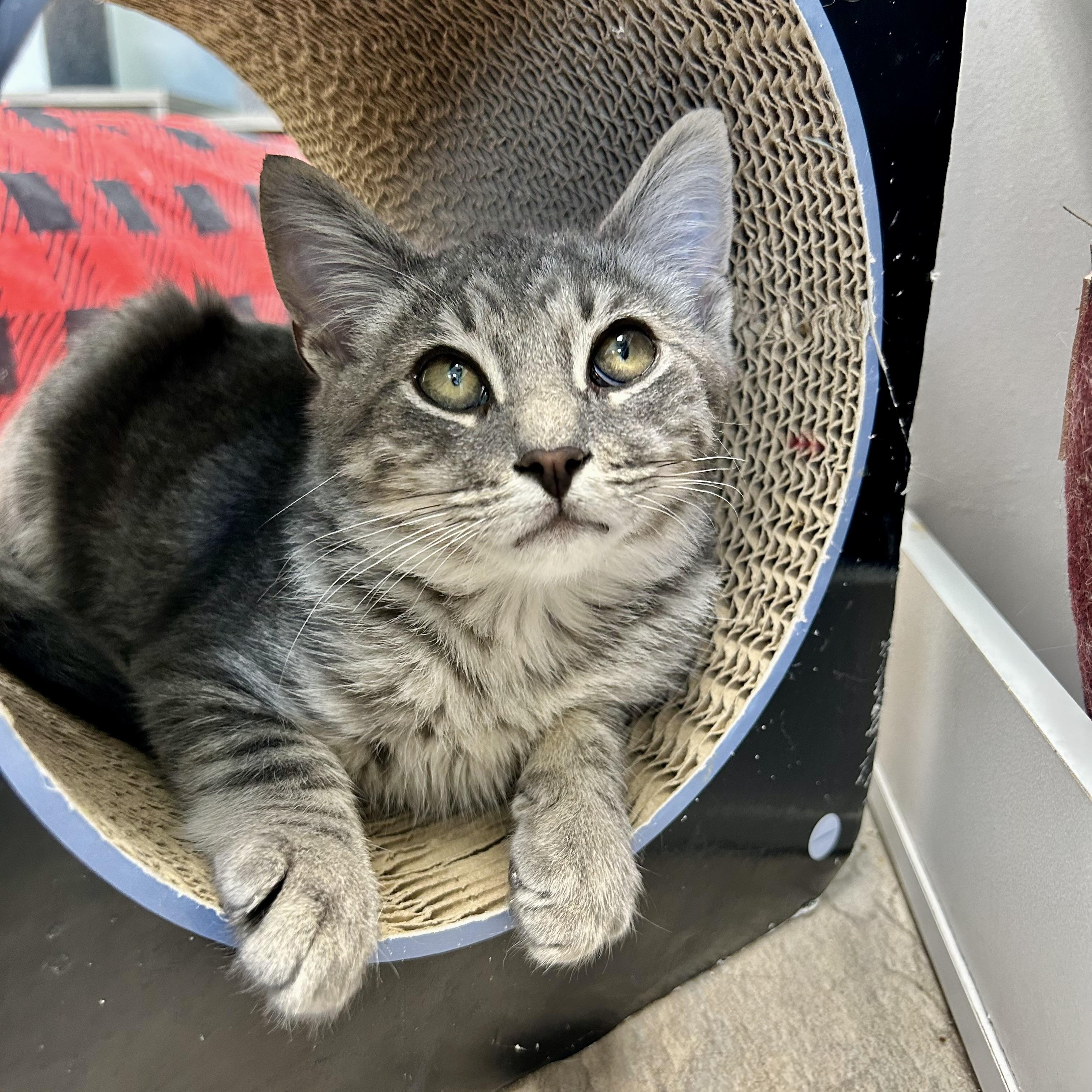 Ritz, Adoptable, Kitten Male Tabby.