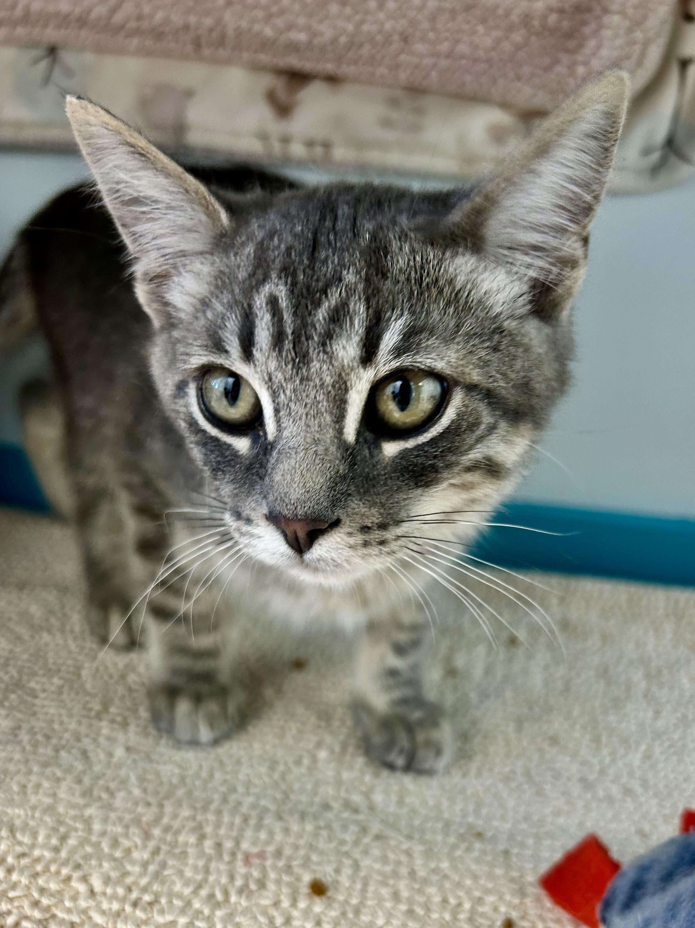 Enlarge Ritz, a Adoptable Tabby in Grand Rapids, MI image 3/6