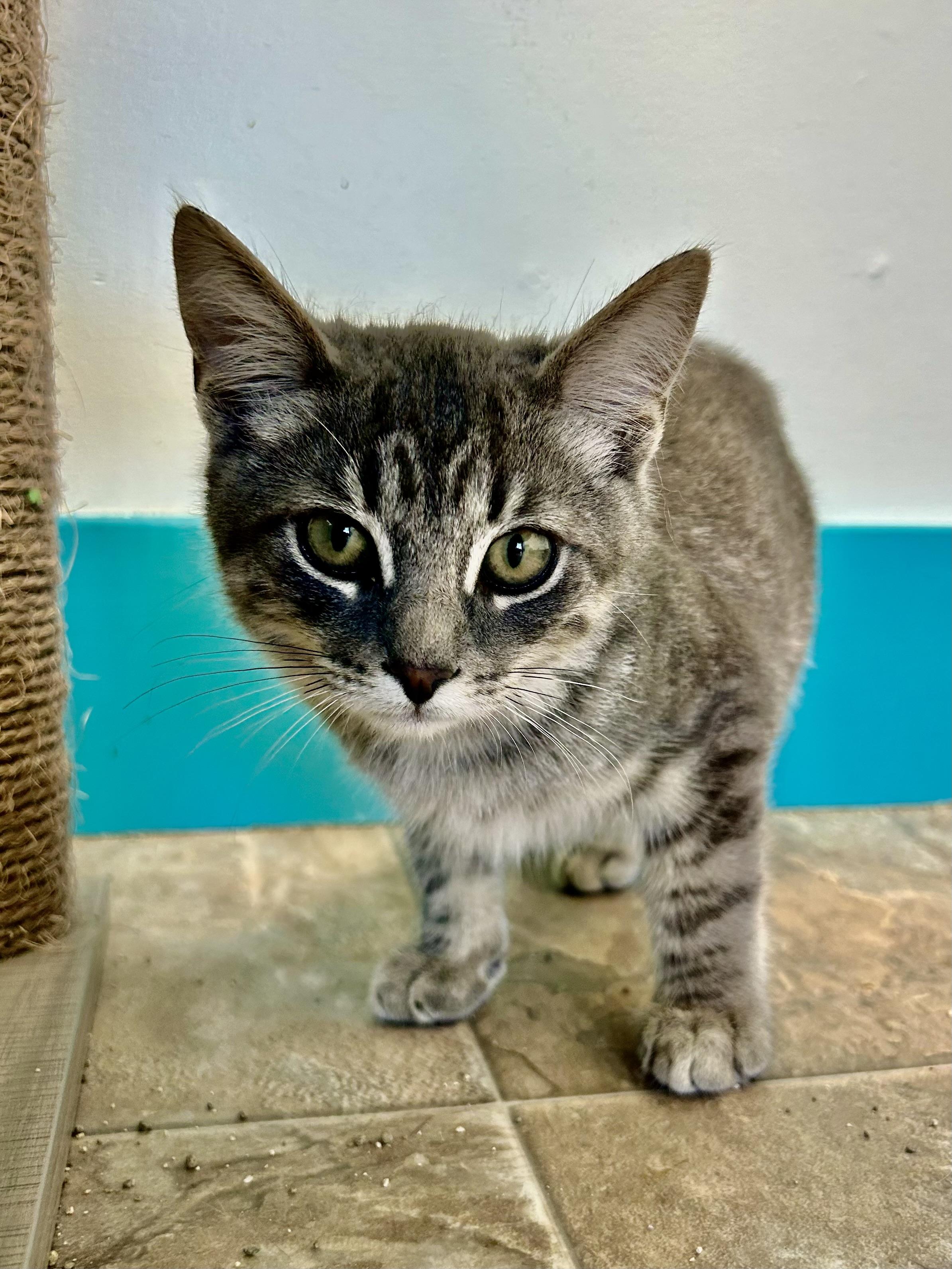 Enlarge Ritz, a Adoptable Tabby in Grand Rapids, MI image 5/6