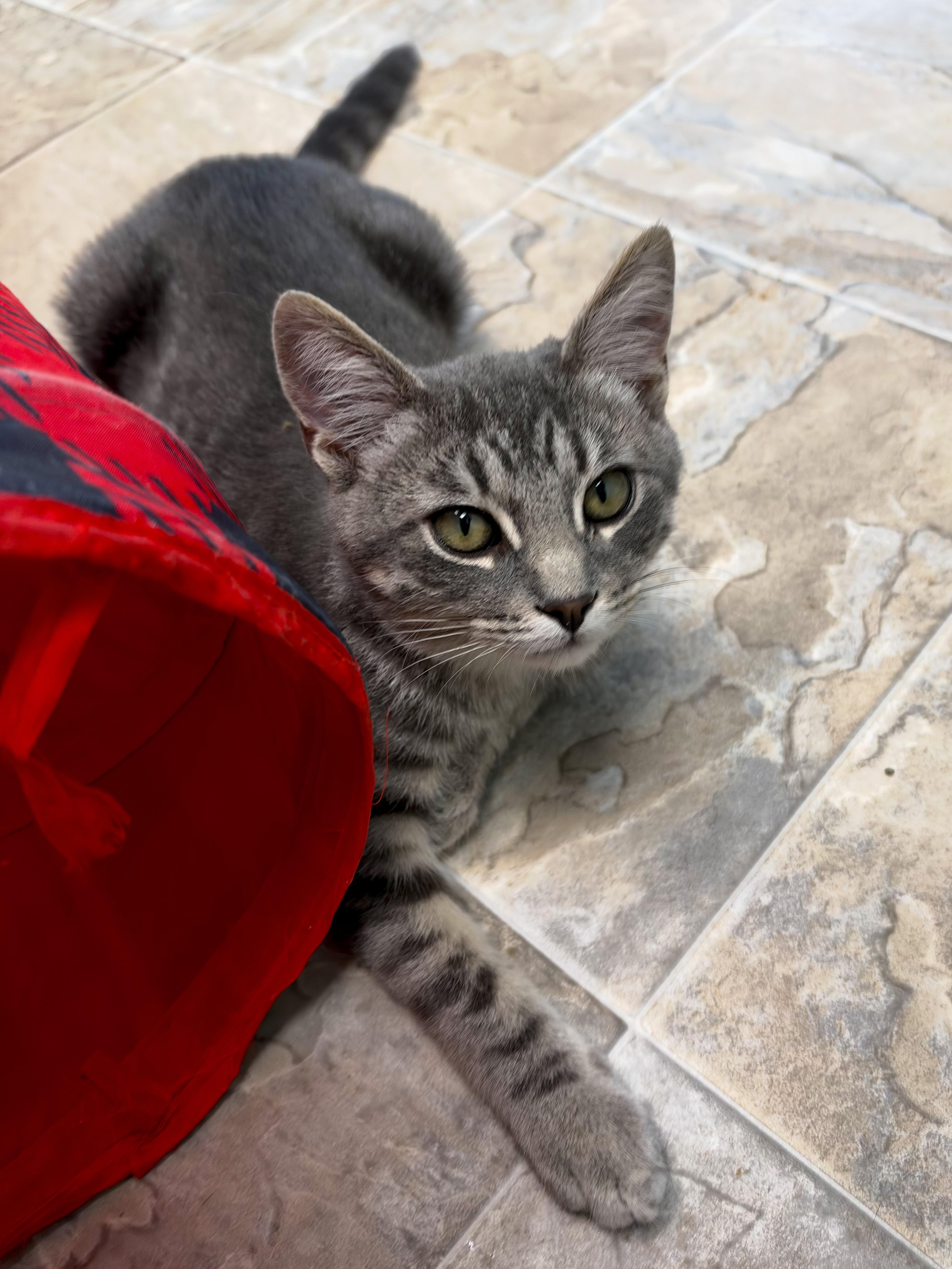 Enlarge Ritz, a Adoptable Tabby in Grand Rapids, MI image 6/6