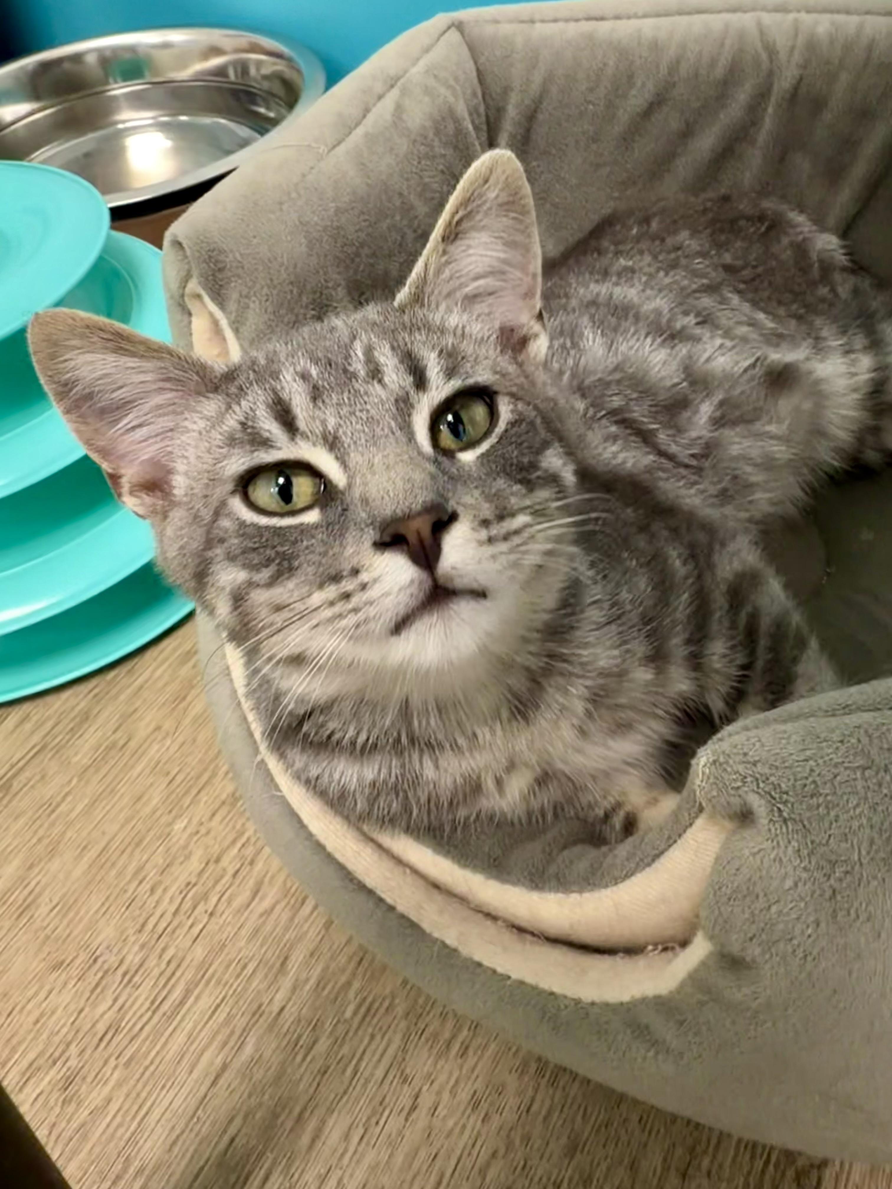 Enlarge Ritz, a Adoptable Tabby in Grand Rapids, MI image 5/6