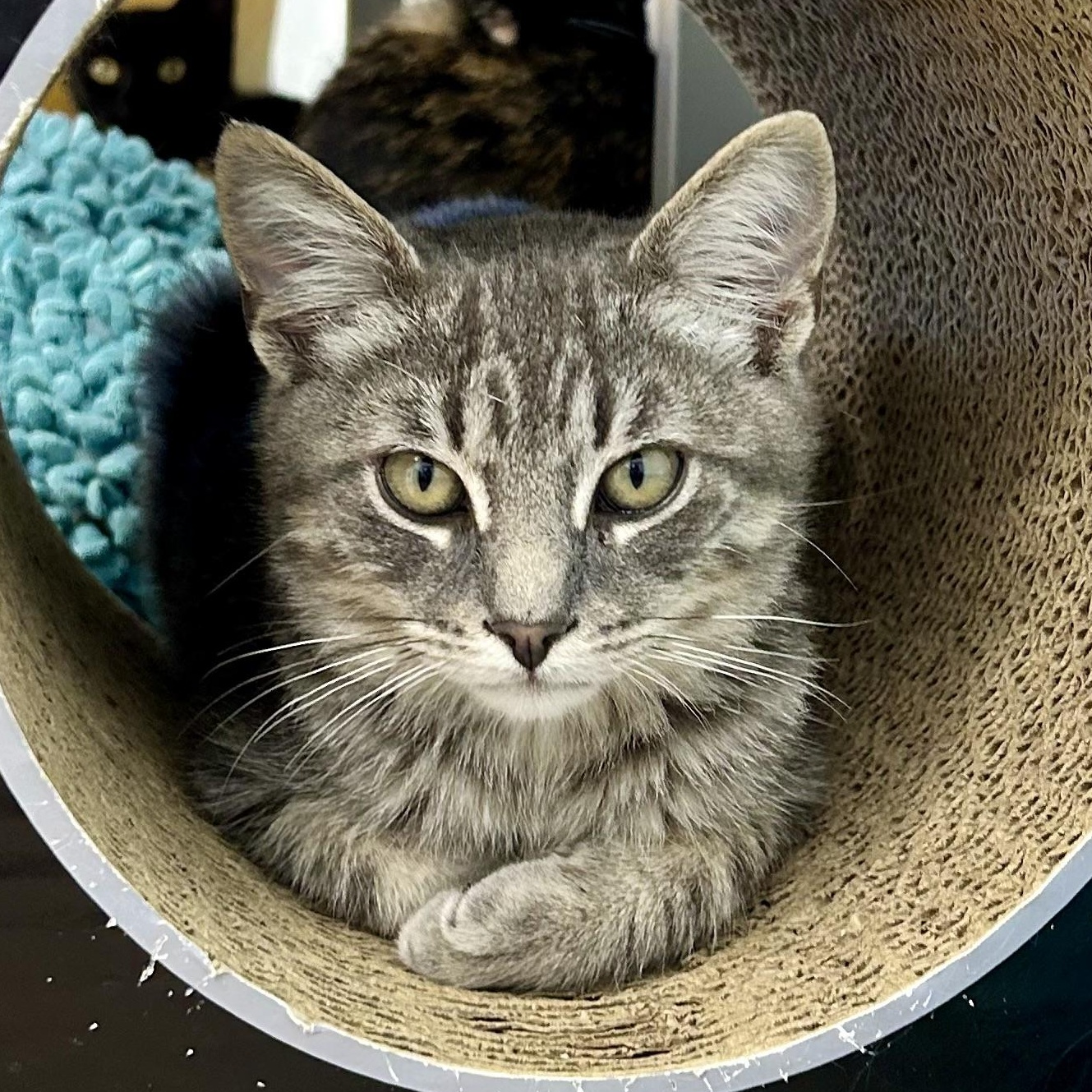 Enlarge Ritz, a Adoptable Tabby in Grand Rapids, MI image 1/6