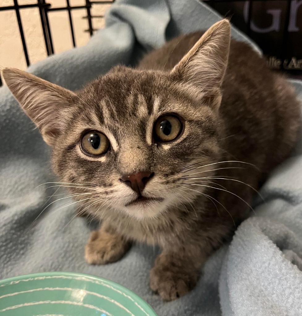 Enlarge Ritz, a Adoptable Tabby in Grand Rapids, MI image 4/6