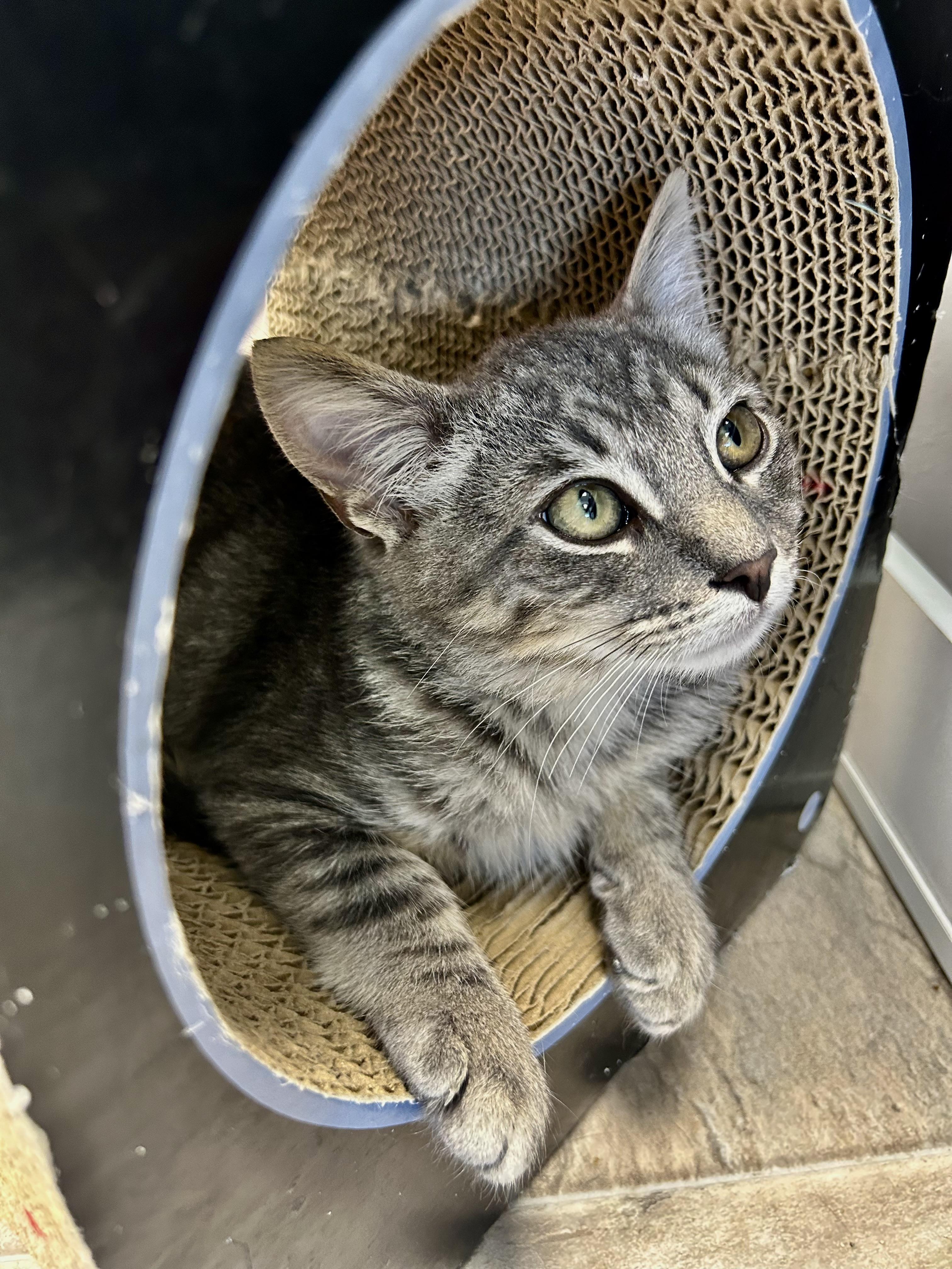 Enlarge Ritz, a Adoptable Tabby in Grand Rapids, MI image 6/6