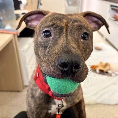 Dasher, a Adoptable Mixed Breed in New York, NY image 1/3