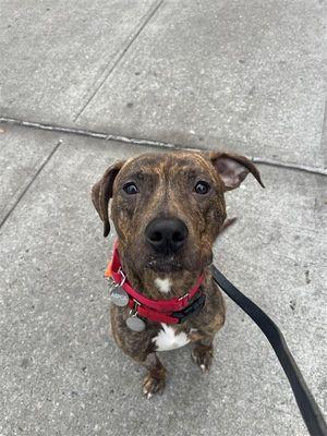 Dasher, a Adoptable Mixed Breed in New York, NY image 2/3