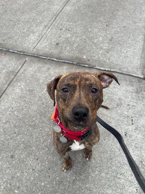 Dasher, a Adoptable Mixed Breed in New York, NY image 3/3