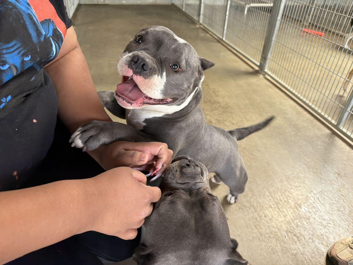 Enlarge Scarlett, an adopted mixed breed in El Paso, TX image 3/6