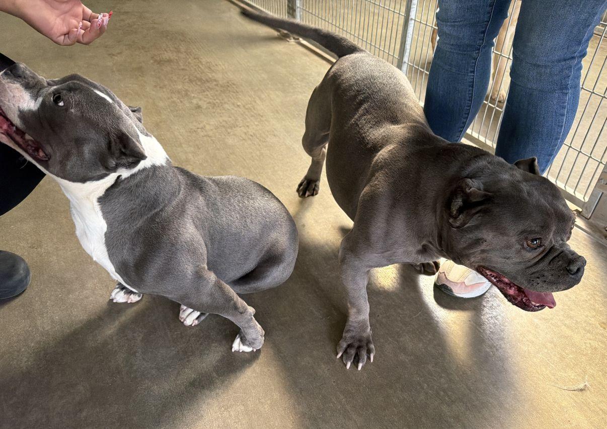 Enlarge Scarlett, an adopted mixed breed in El Paso, TX image 6/6