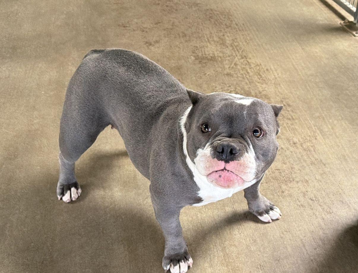 Enlarge Scarlett, an adopted mixed breed in El Paso, TX image 5/6