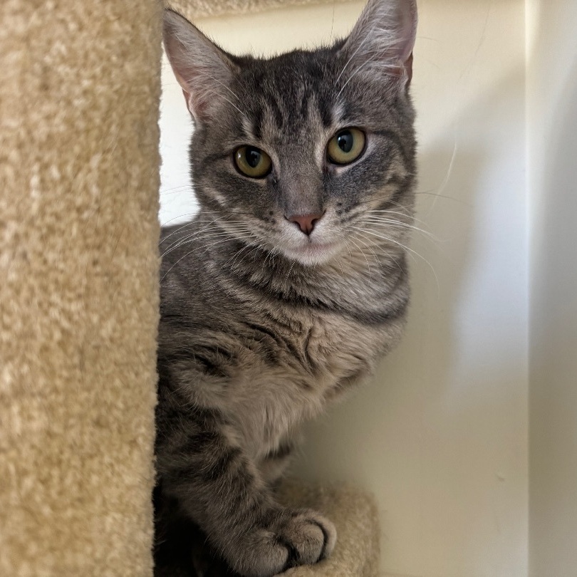 Palma, a Adoptable mixed breed in East Northport, NY image 2/3