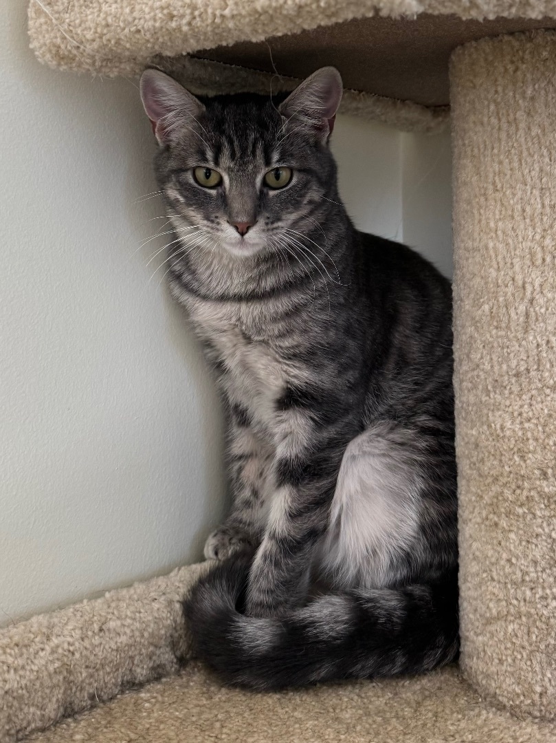 Palma, a Adoptable mixed breed in East Northport, NY image 3/3