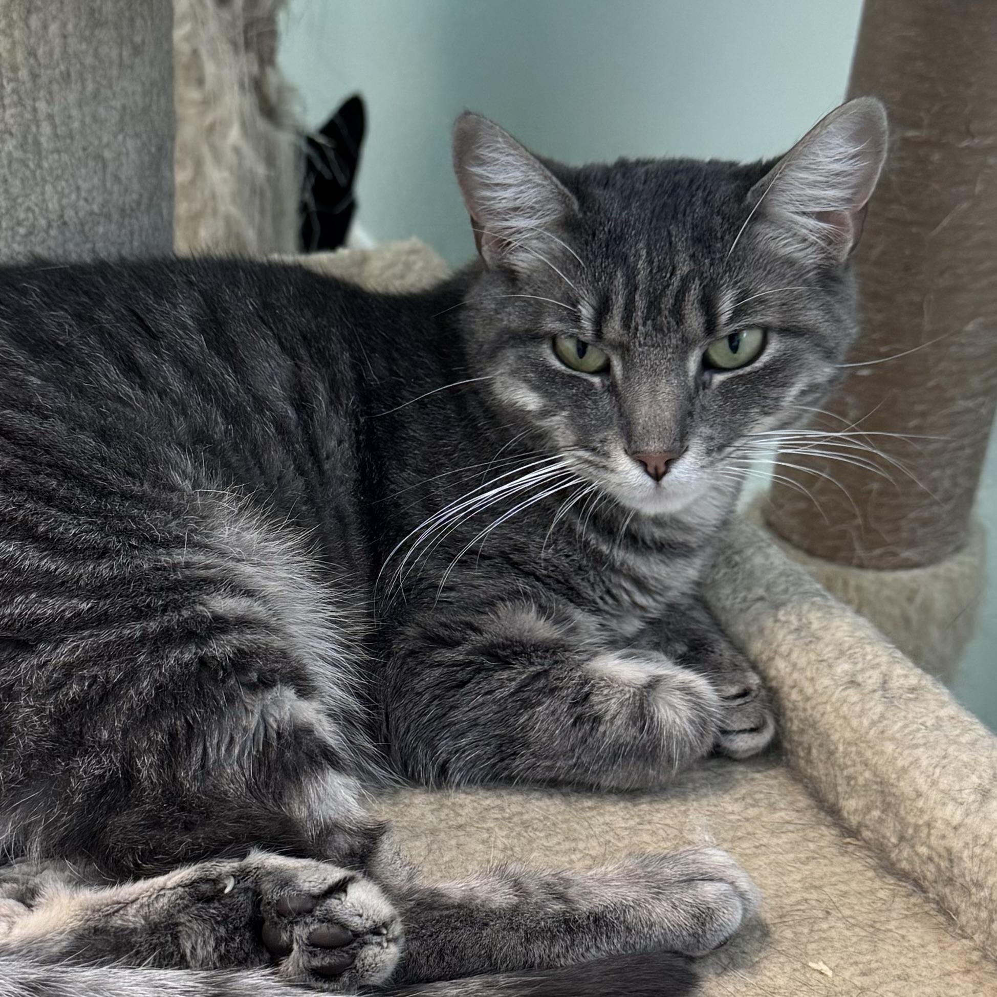 Palma, a Adoptable mixed breed in East Northport, NY image 1/3