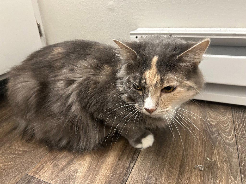 Enlarge CM - Luna, a Adoptable Domestic Short Hair in Battle Ground, WA image 2/2