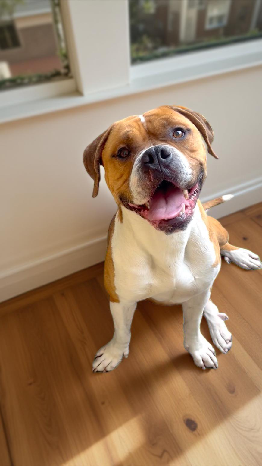 Clyde, a Adoptable mixed breed in West Hollywood, CA image 1/5