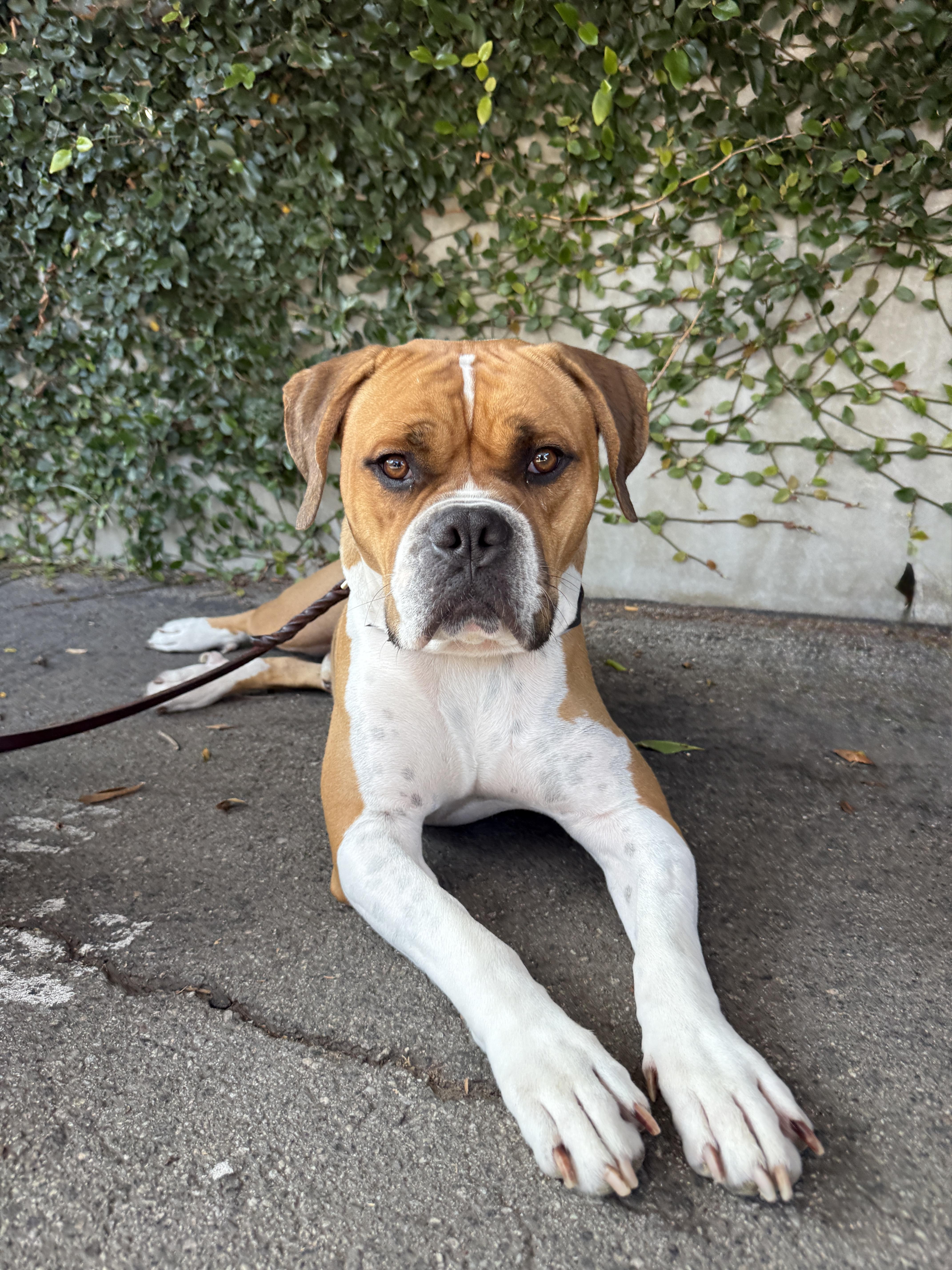 Clyde, a Adoptable mixed breed in West Hollywood, CA image 1/6