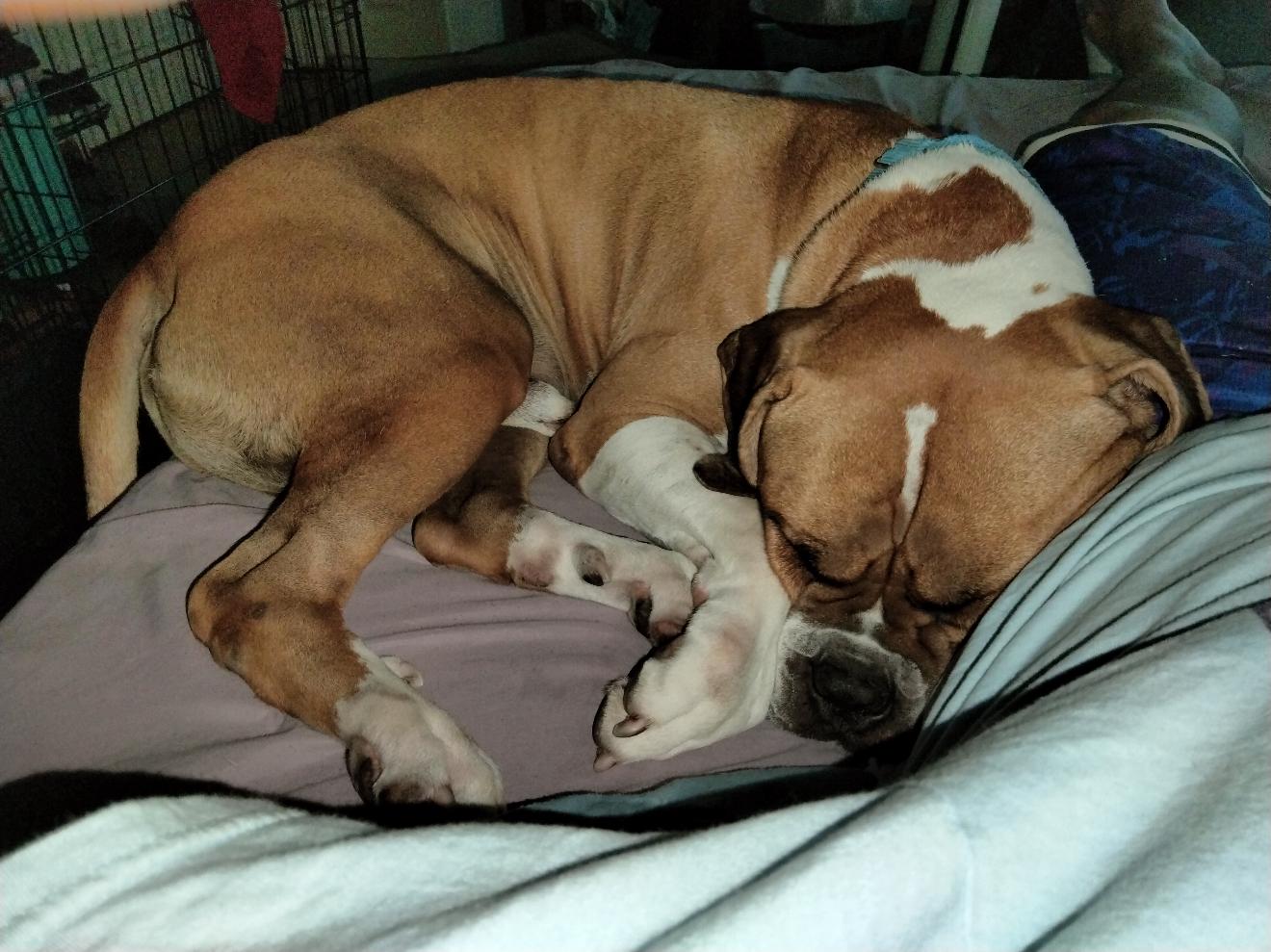 Clyde, a Adoptable mixed breed in West Hollywood, CA image 3/5