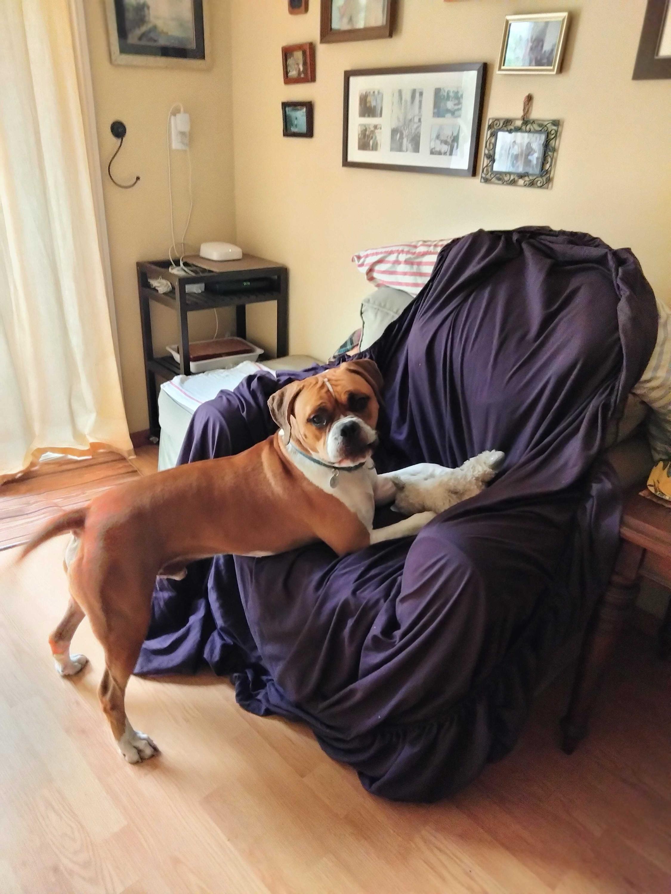 Clyde, a Adoptable mixed breed in West Hollywood, CA image 4/5