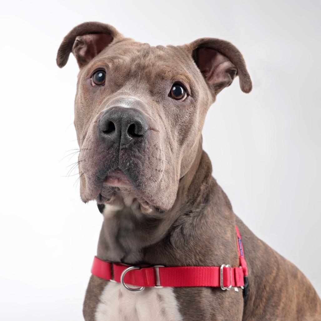 Atlas, Adoptable, Adult Male Mixed Breed.