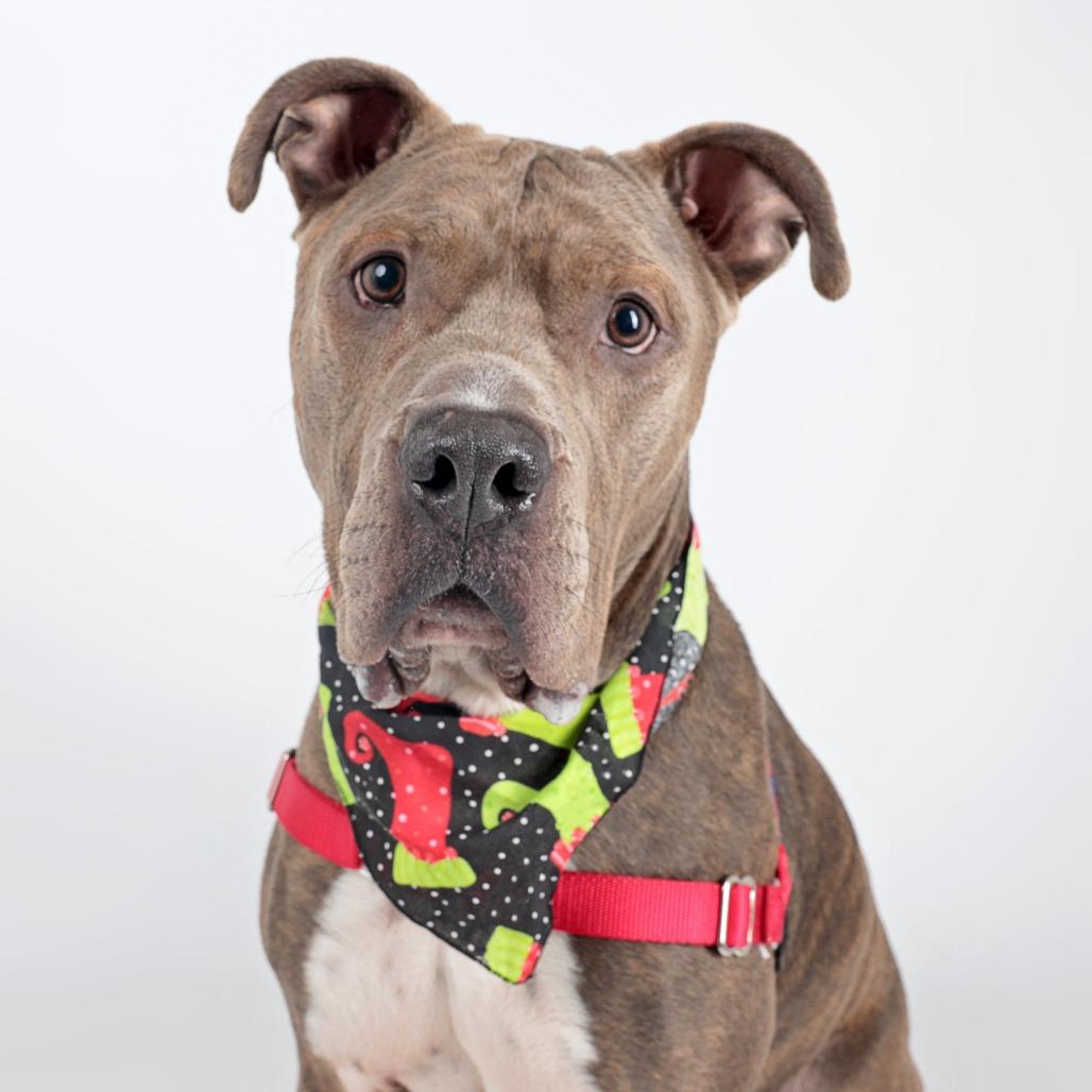 Enlarge Atlas, a Adoptable Mixed Breed in Murray, UT image 3/3