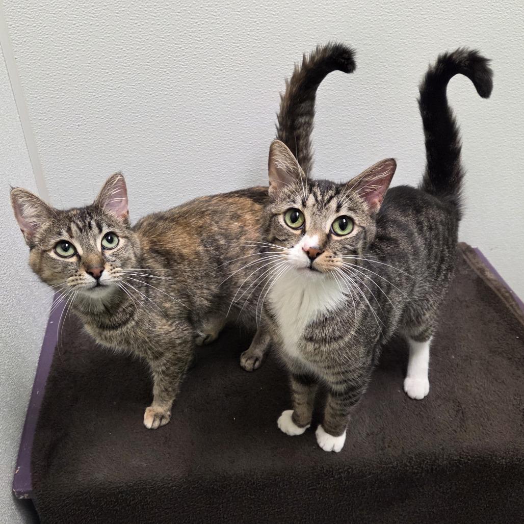 Milo, Adoptable, Adult Male Domestic Short Hair.