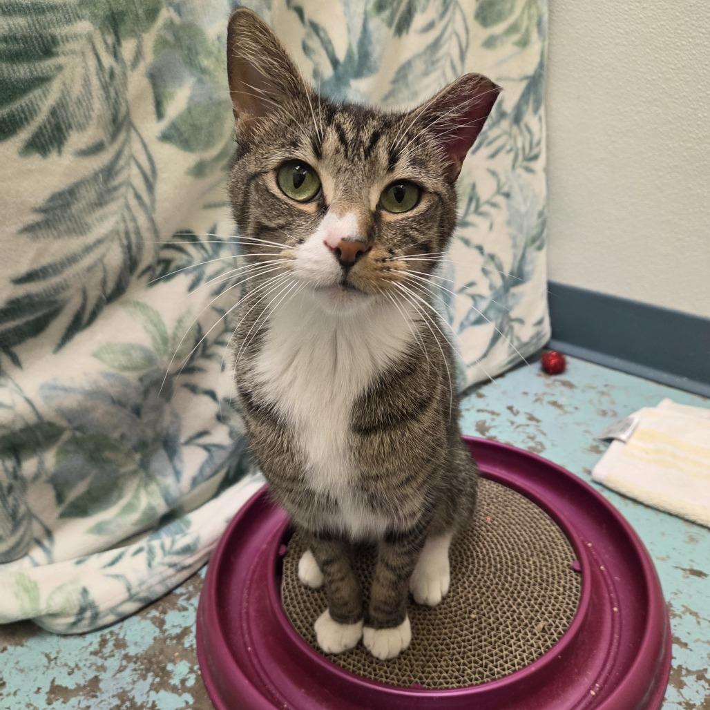 Enlarge Milo, a Adoptable mixed breed in Woodinville, WA image 2/6