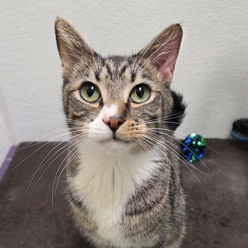 Enlarge Milo, a Adoptable mixed breed in Woodinville, WA image 4/6