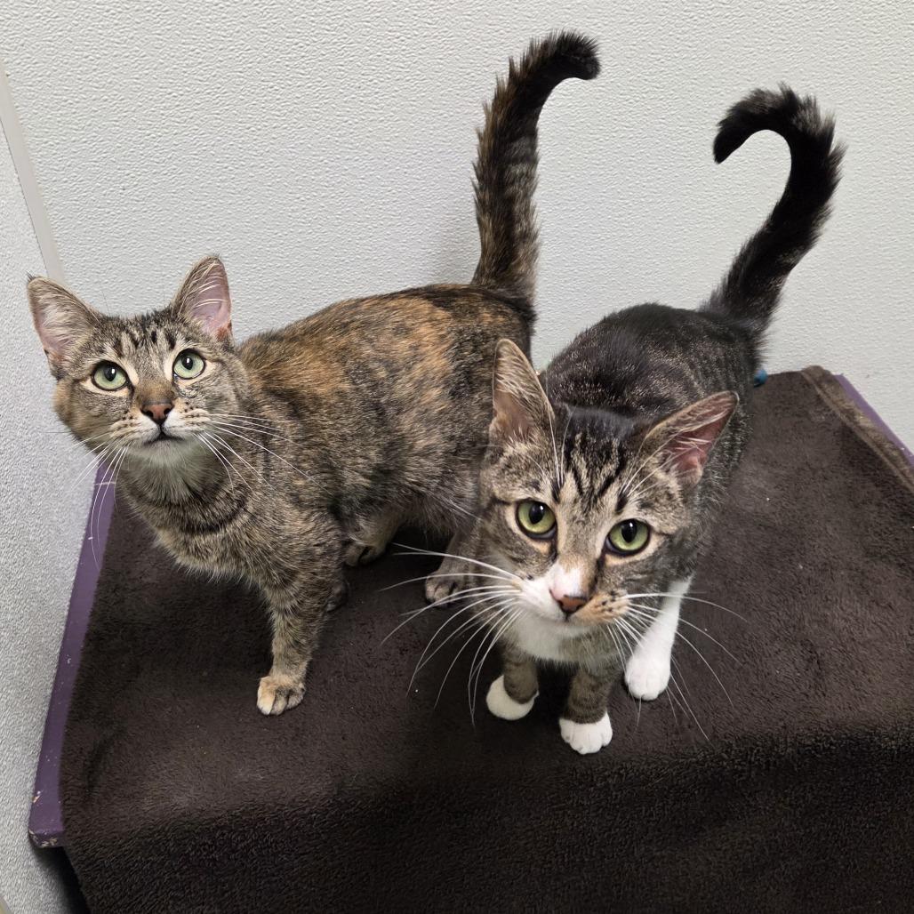 Enlarge Milo, a Adoptable mixed breed in Woodinville, WA image 5/6