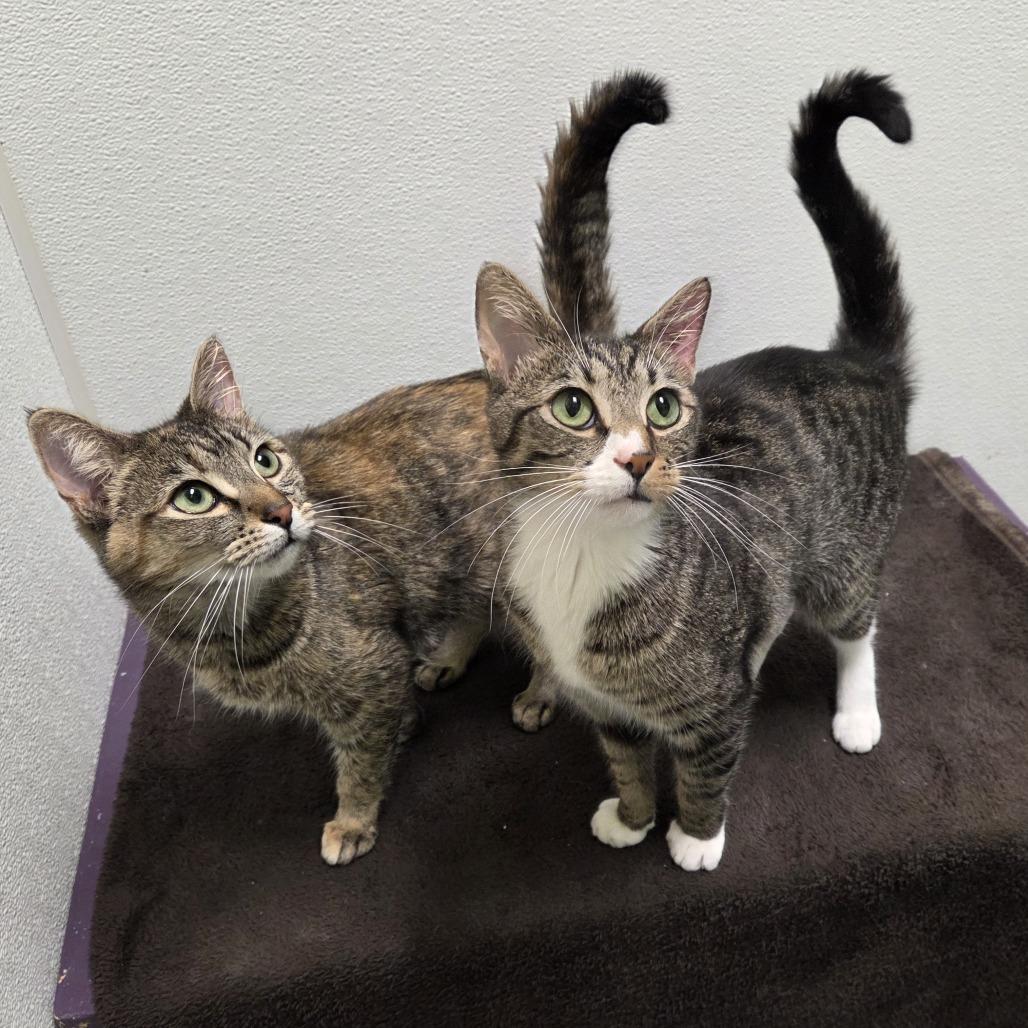 Enlarge Milo, a Adoptable mixed breed in Woodinville, WA image 6/6