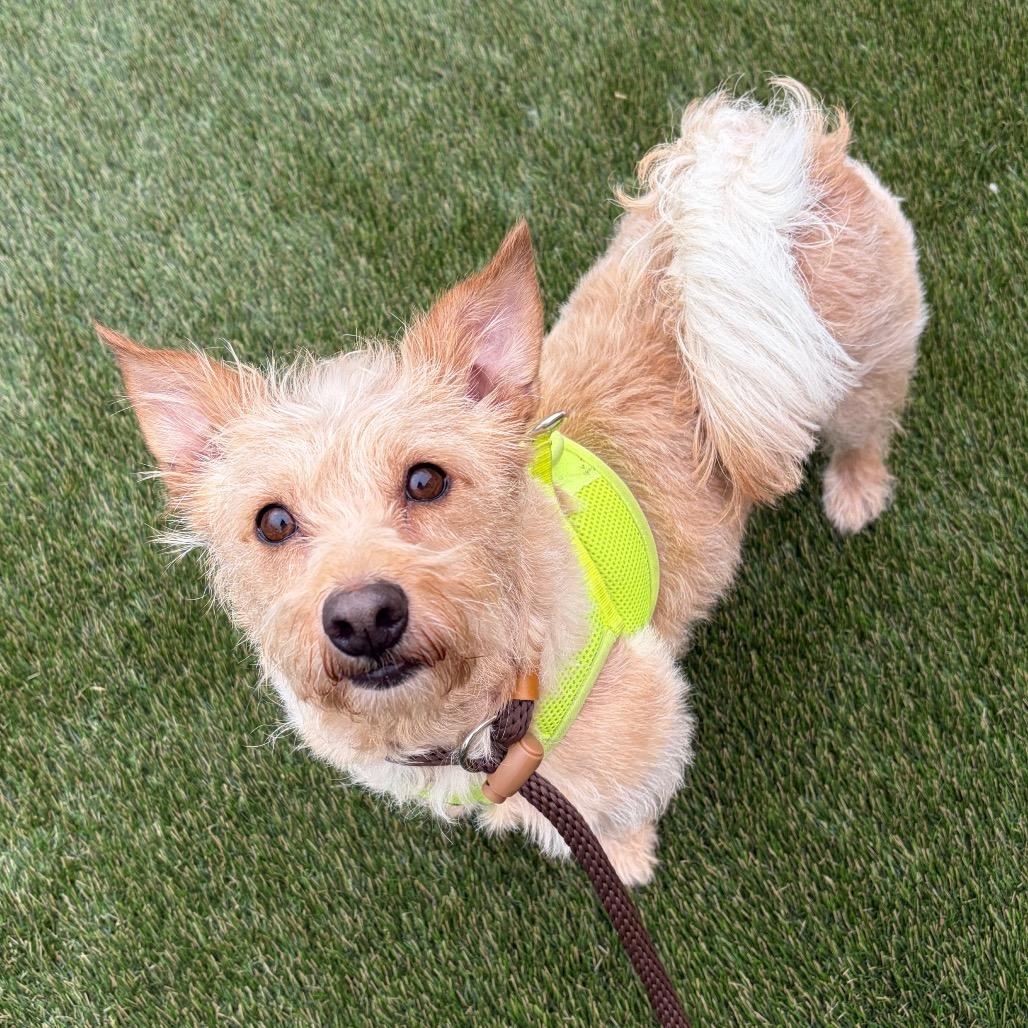 Enlarge Bear Petrie, a Adoptable Mixed Breed in West Chester, PA image 1/6