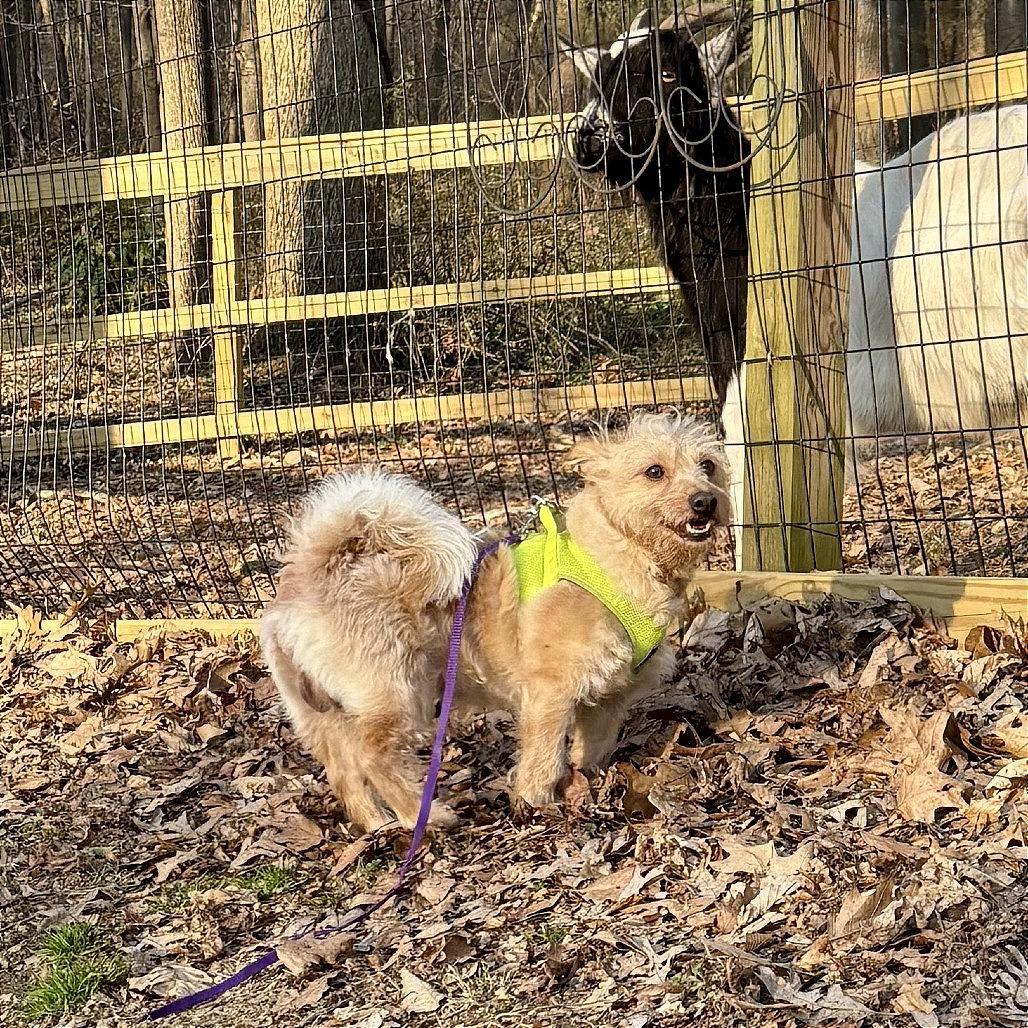 Enlarge Bear Petrie, a Adoptable Mixed Breed in West Chester, PA image 3/6