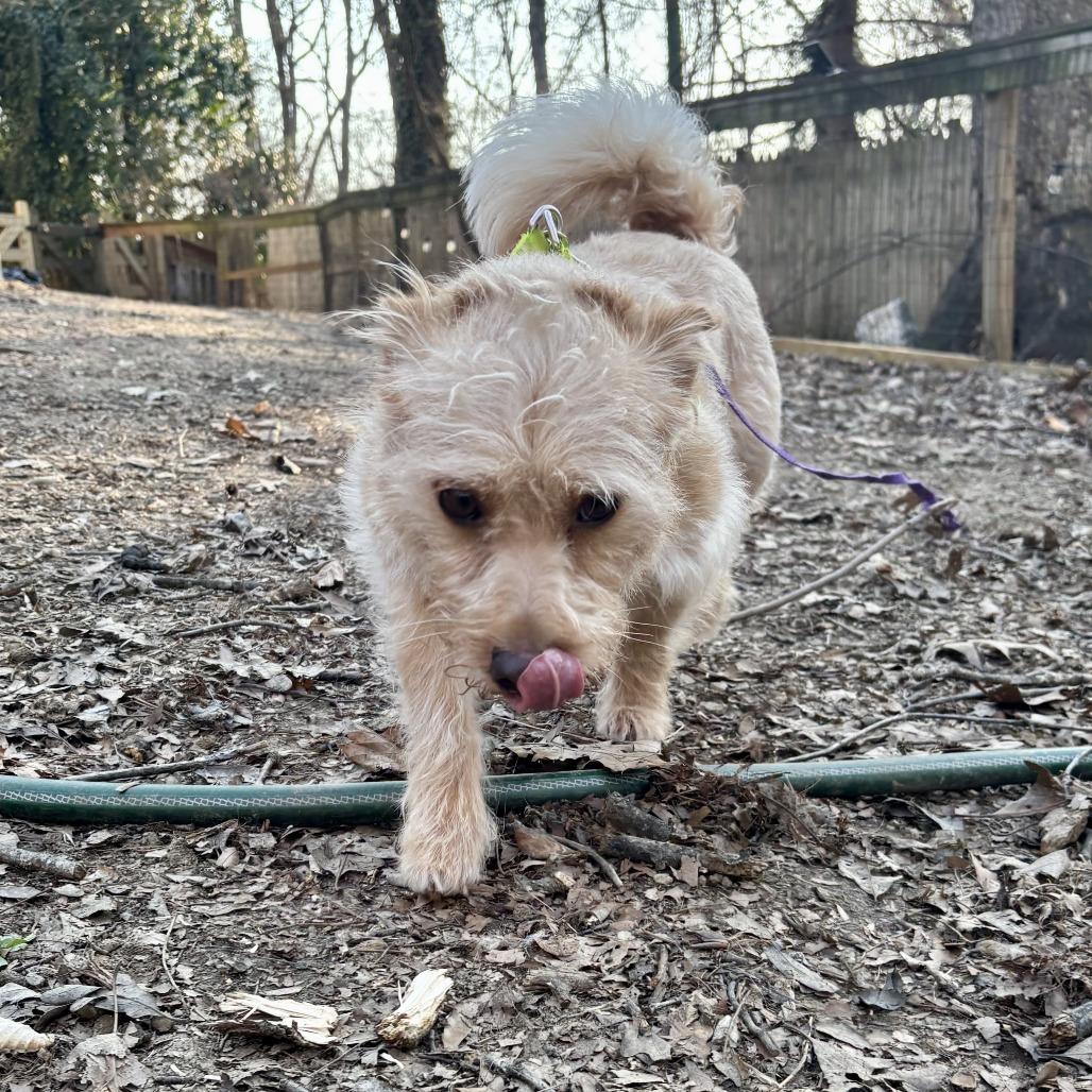 Enlarge Bear Petrie, a Adoptable Mixed Breed in West Chester, PA image 5/6